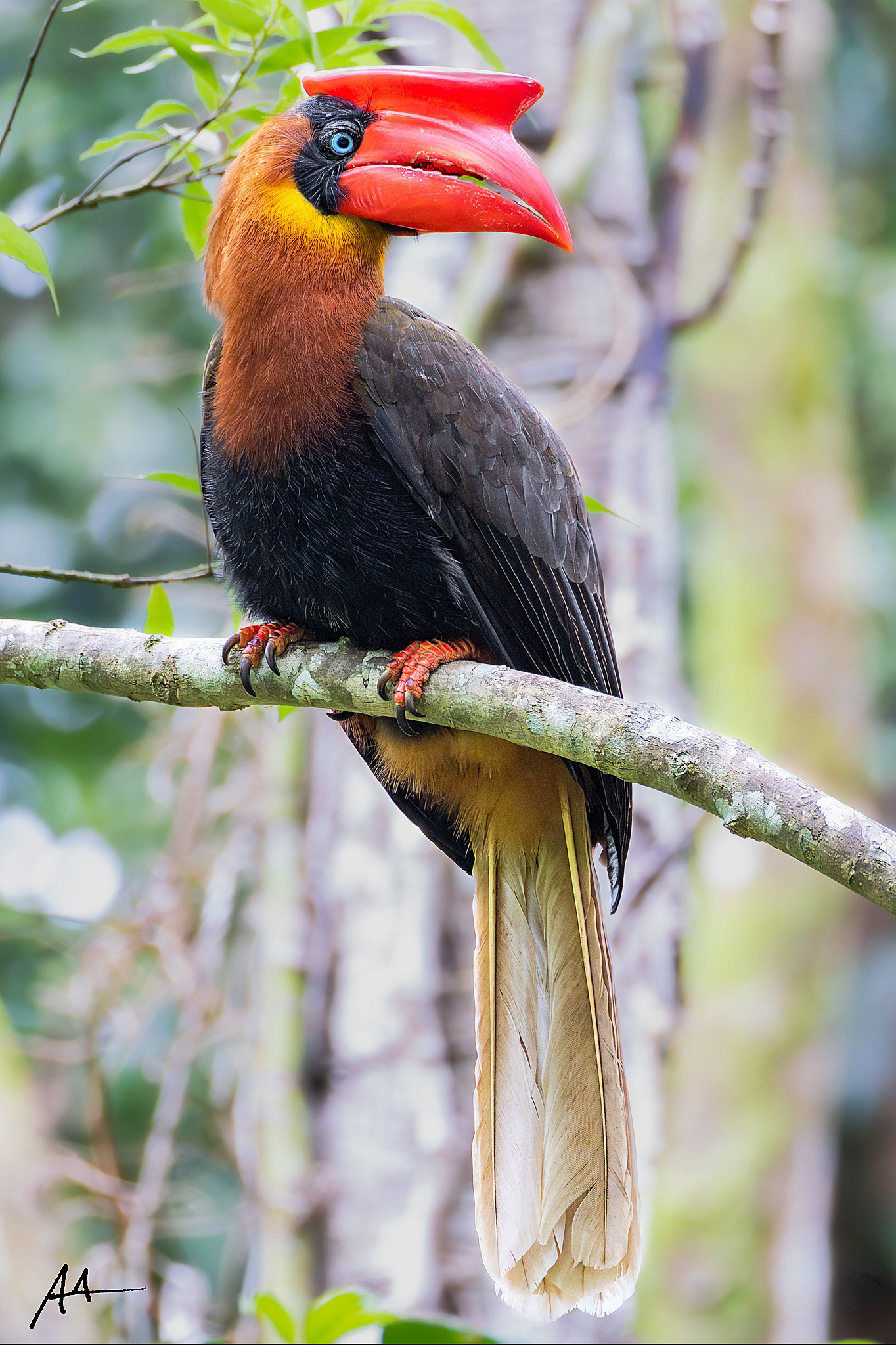 Northern Rufous Hornbill
