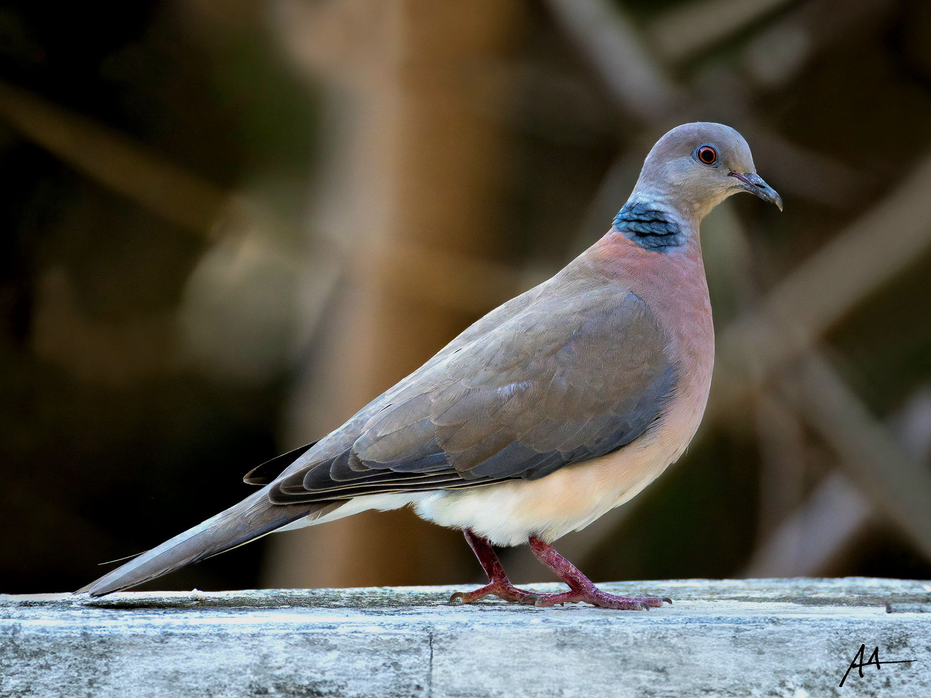 Philippine Collared Dove
