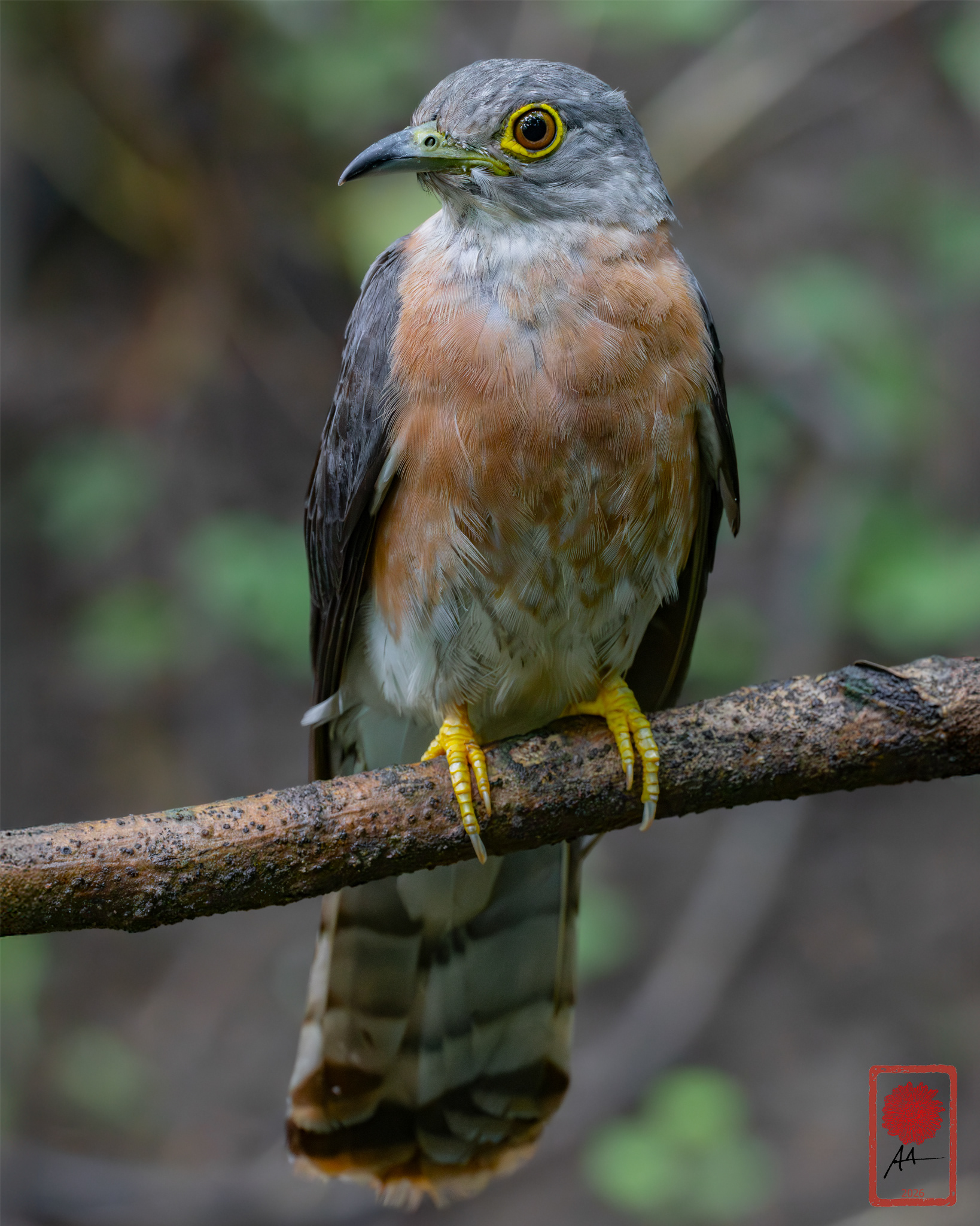 Philippine Hawk Cuckoo