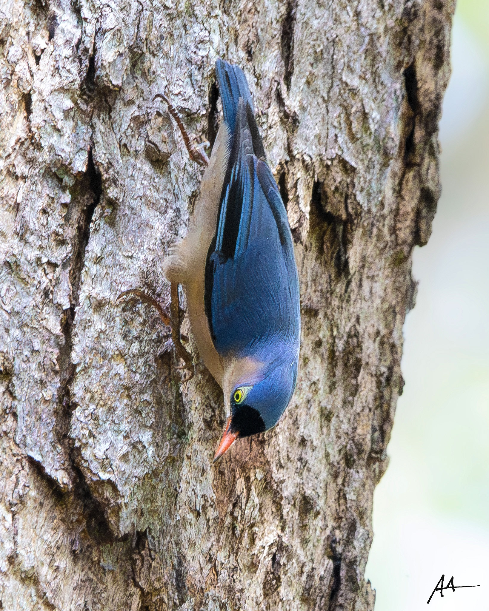Velvet-fronted Nuthatch| November 2023 | Puerto Princesa, Palawan
