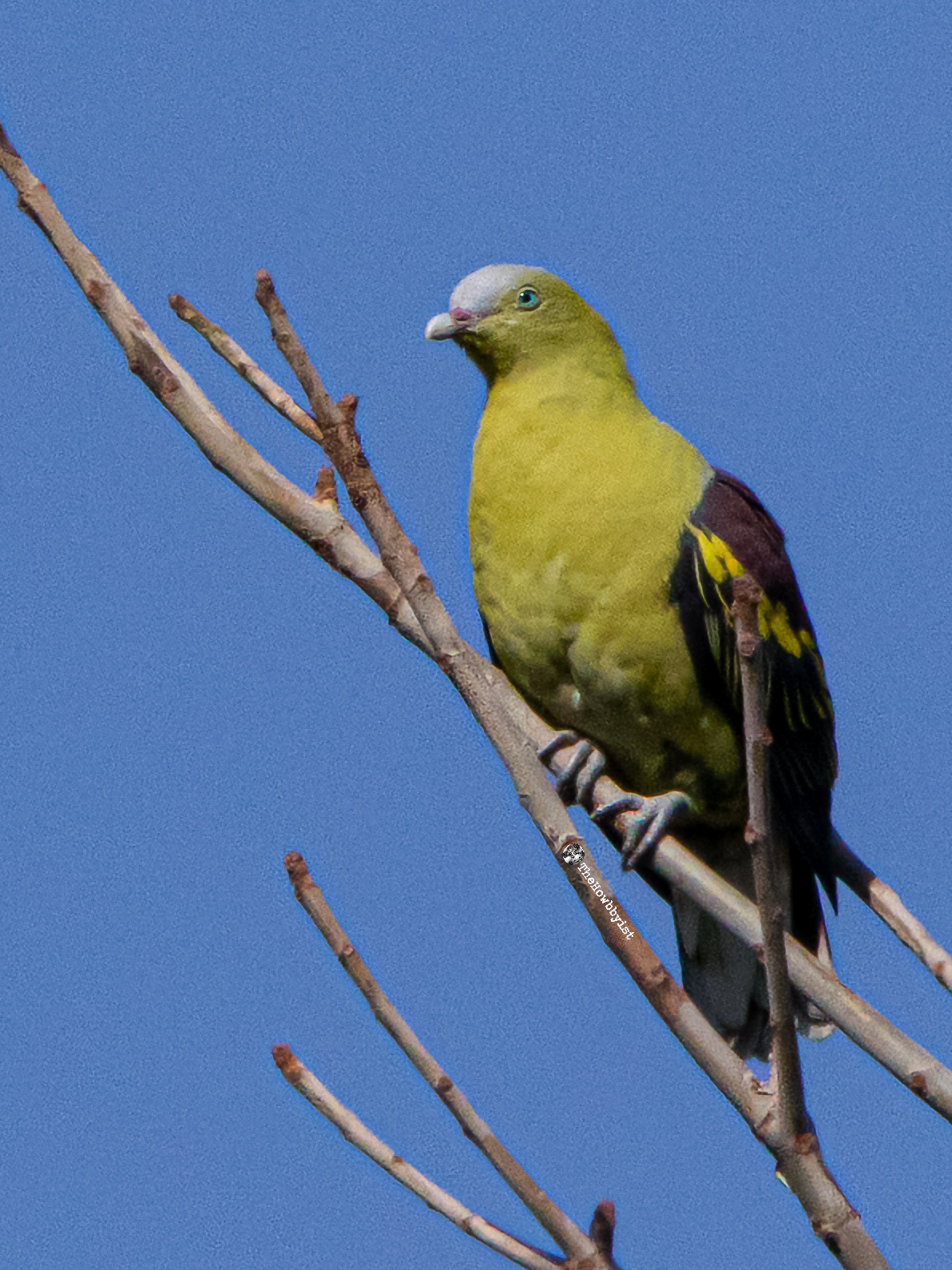 Philippine Green Pigeon