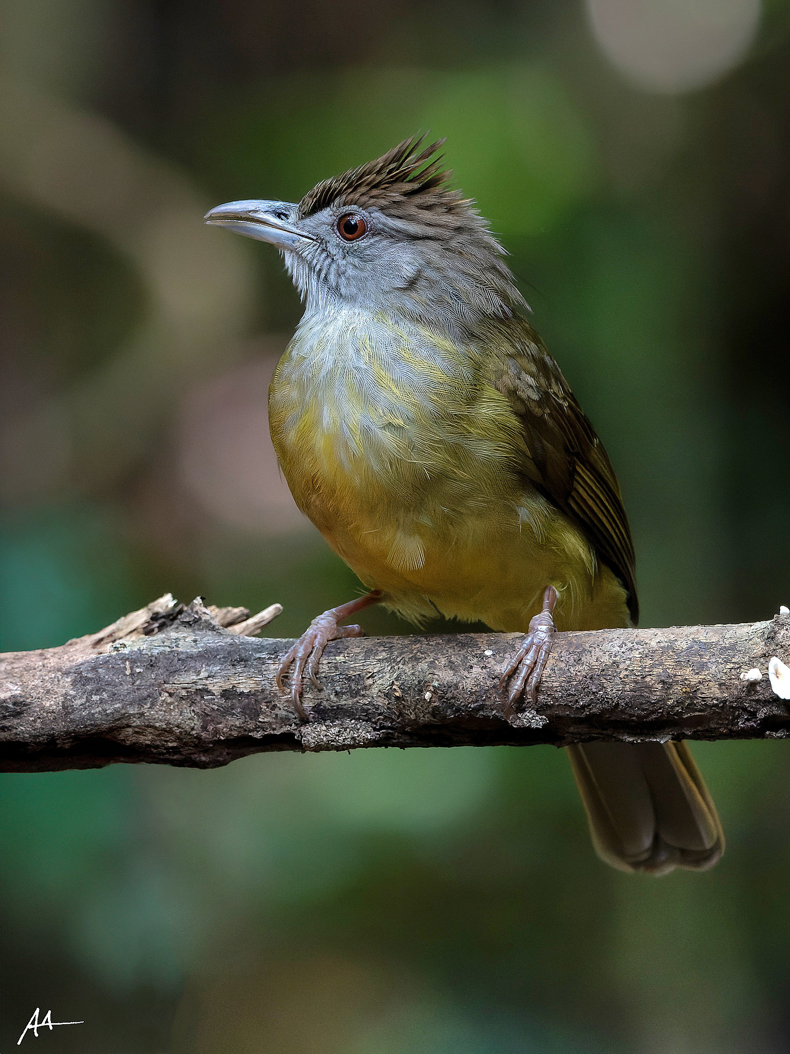 Palawan Bulbul | January 2025 | Puerto Princesa, Palawan