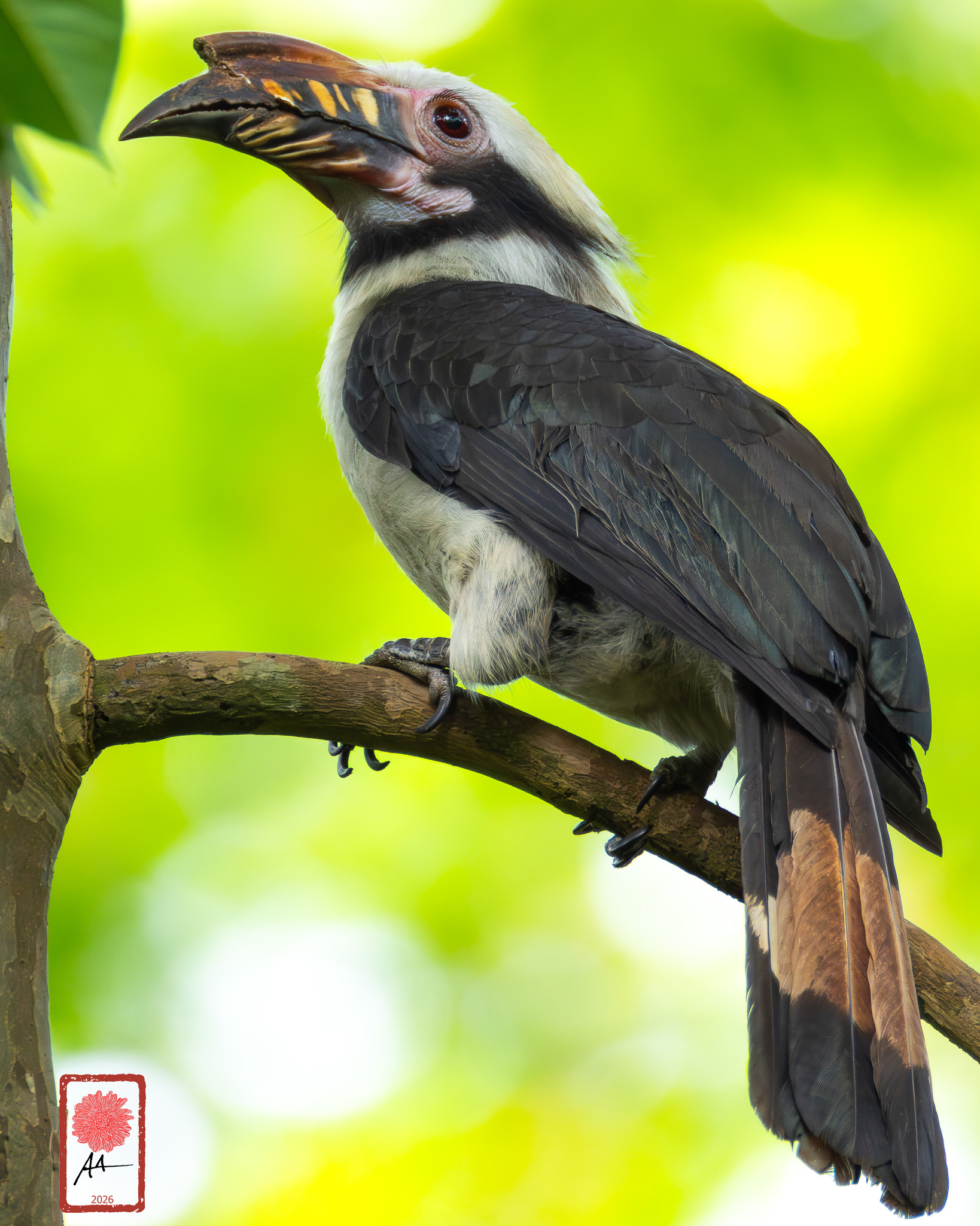 Luzon Hornbill (Male)
