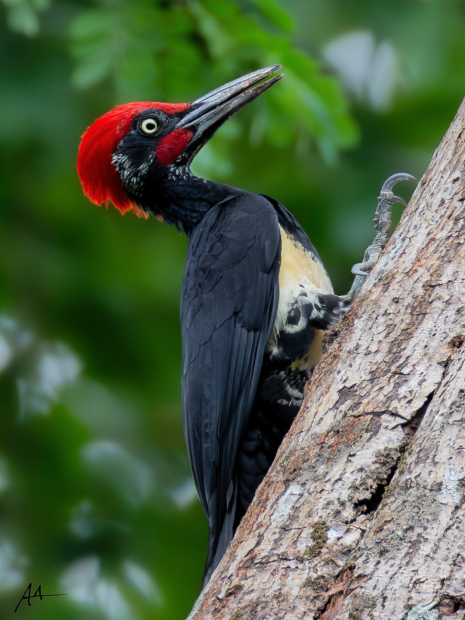 White-bellied Woodpecker (Male)