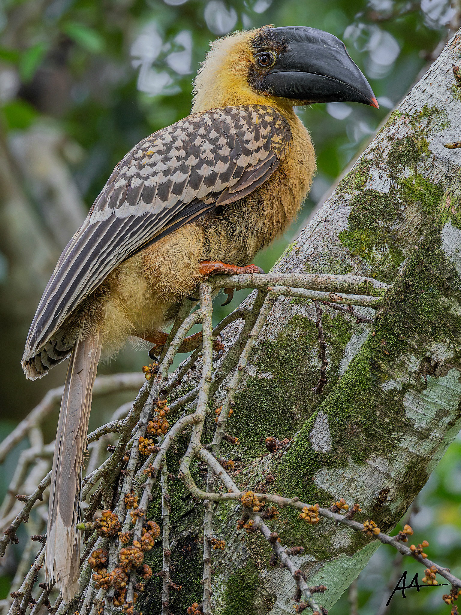 Northern Rufous Hornbill