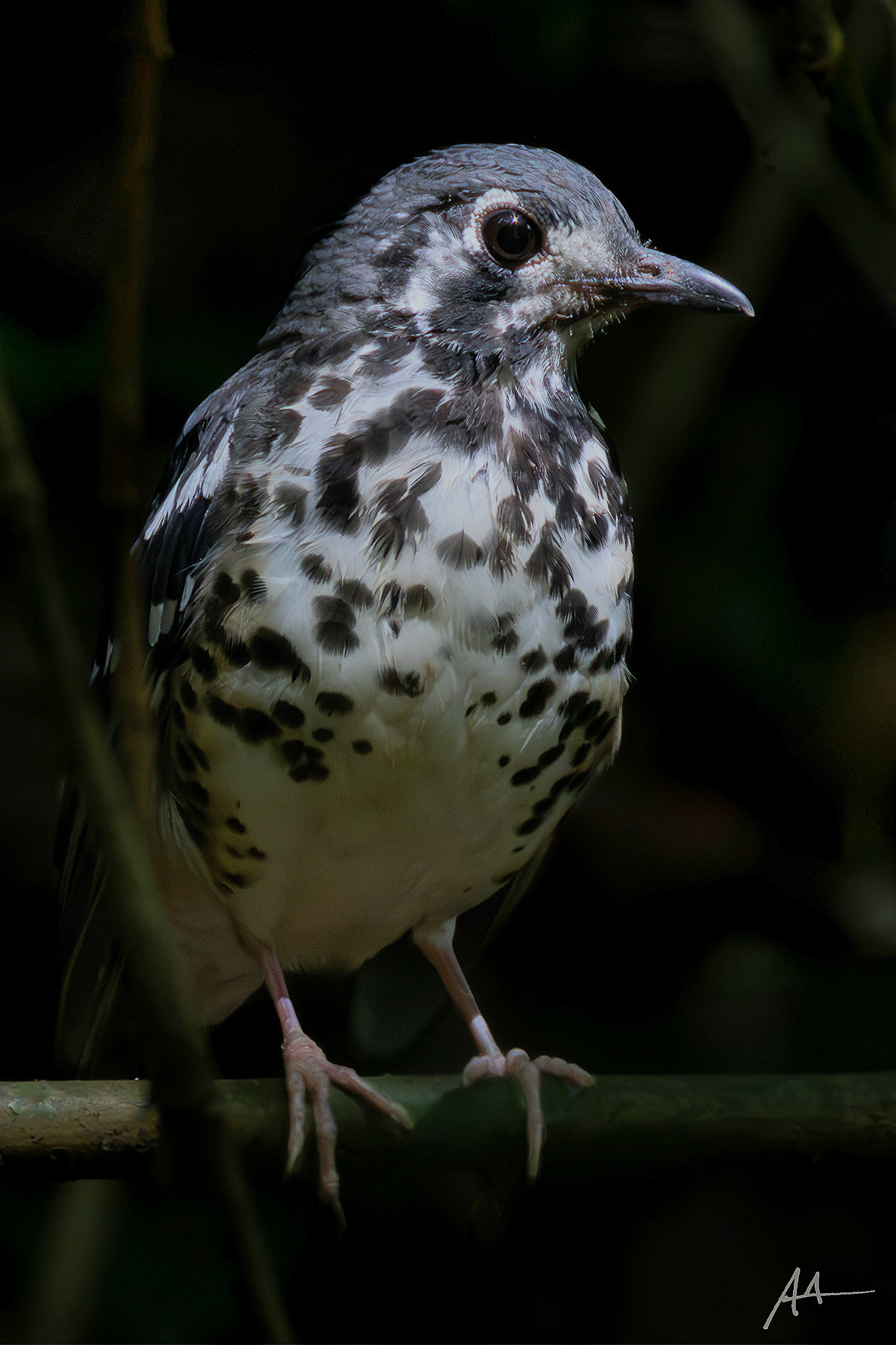Ashy Ground Thrush
