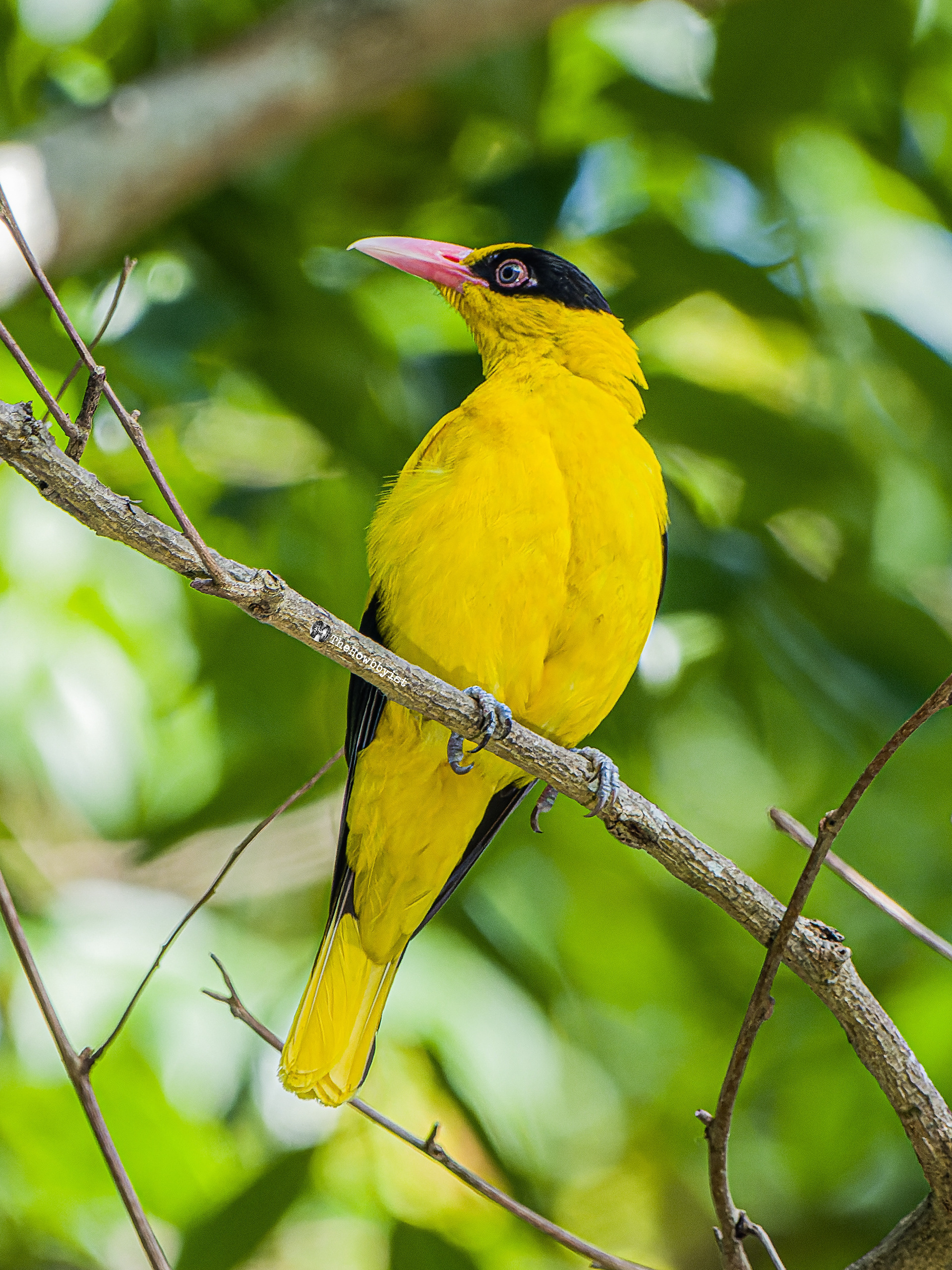 Black-naped Oriole