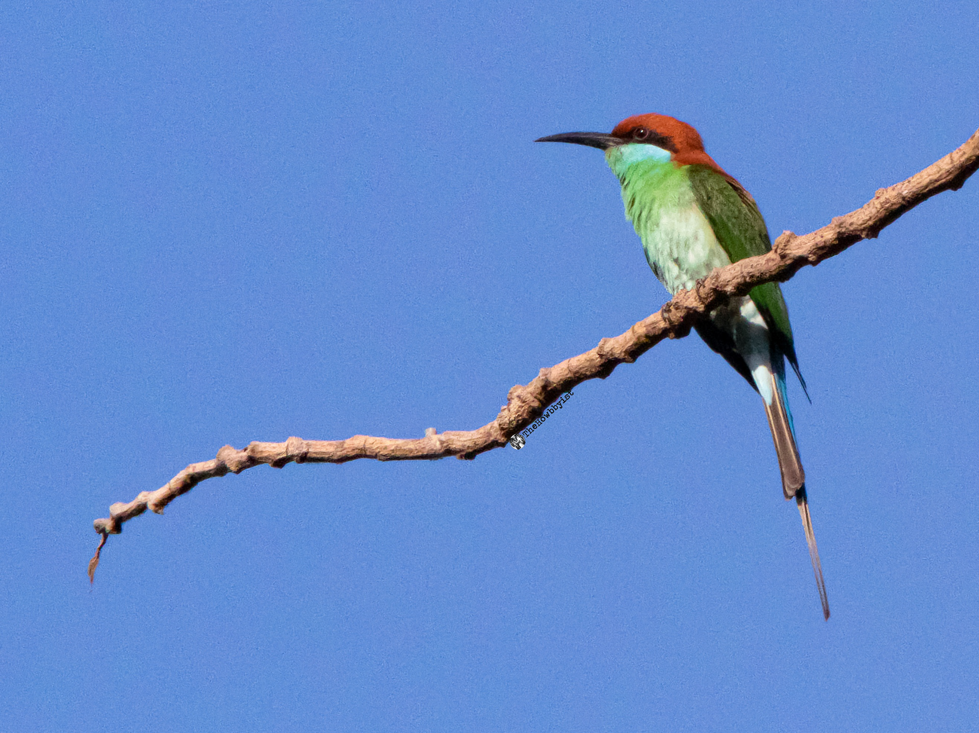Rufous-crowned Bee-eater