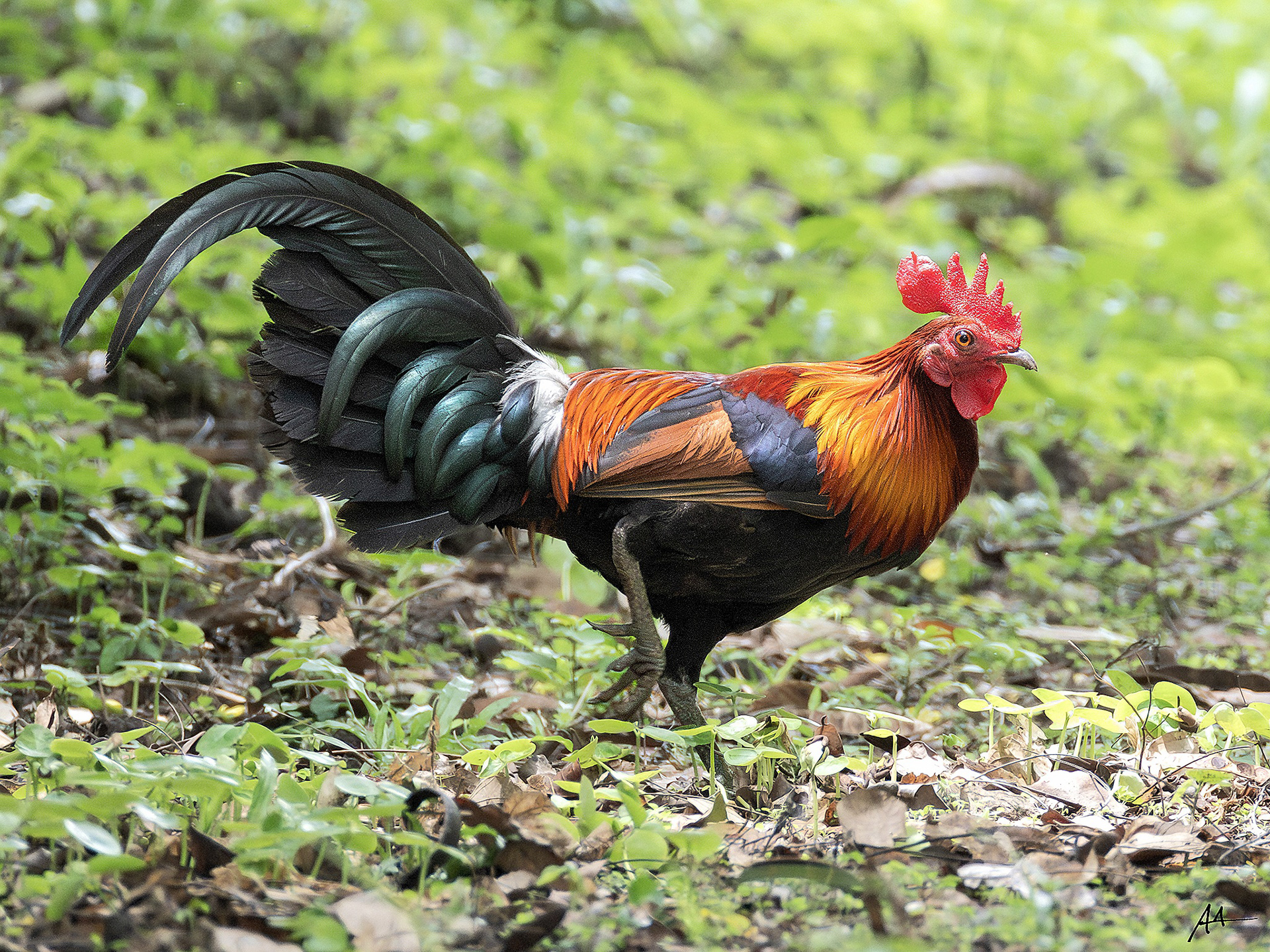 Red Junglefowl