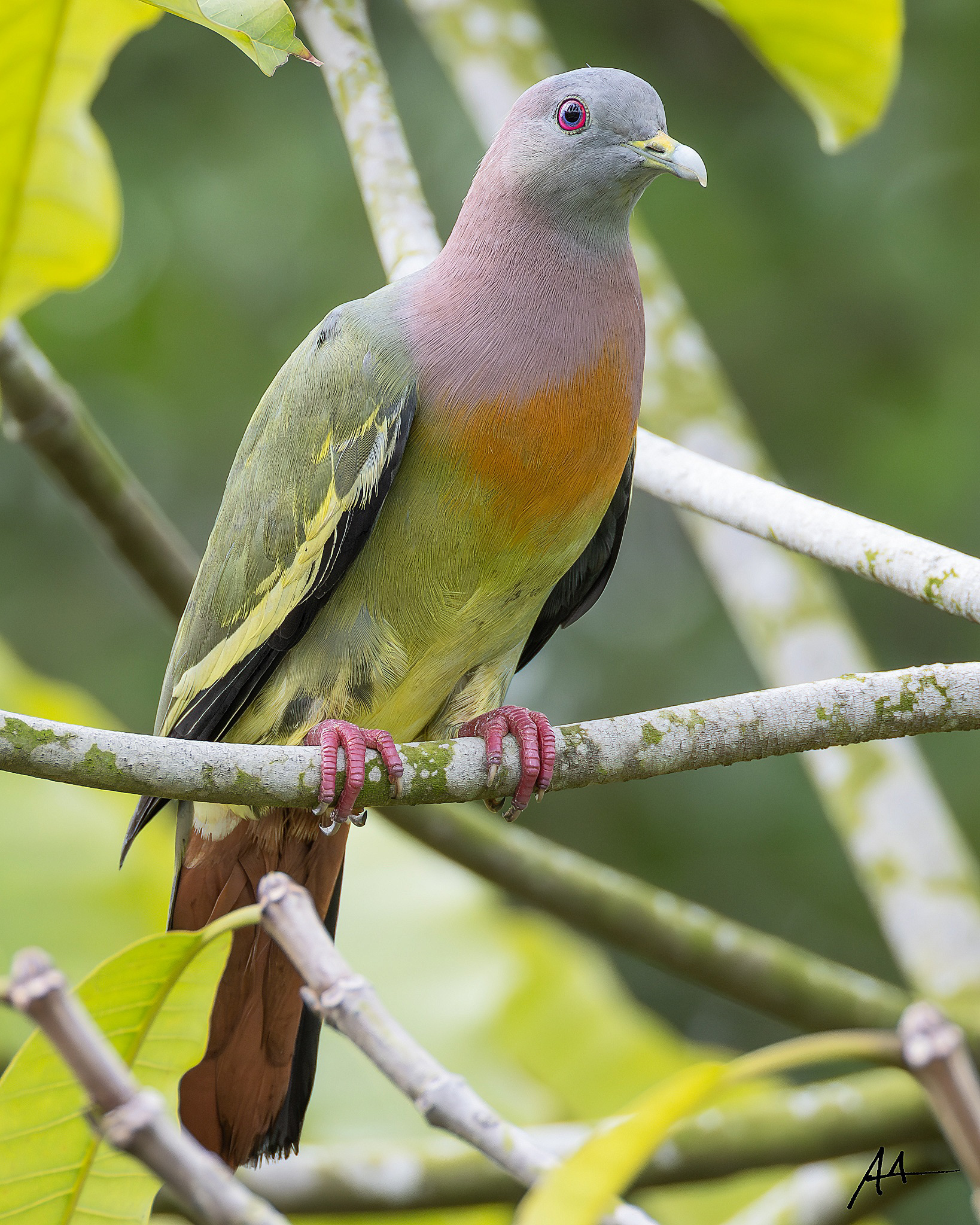 Pink-necked Green Pigeon