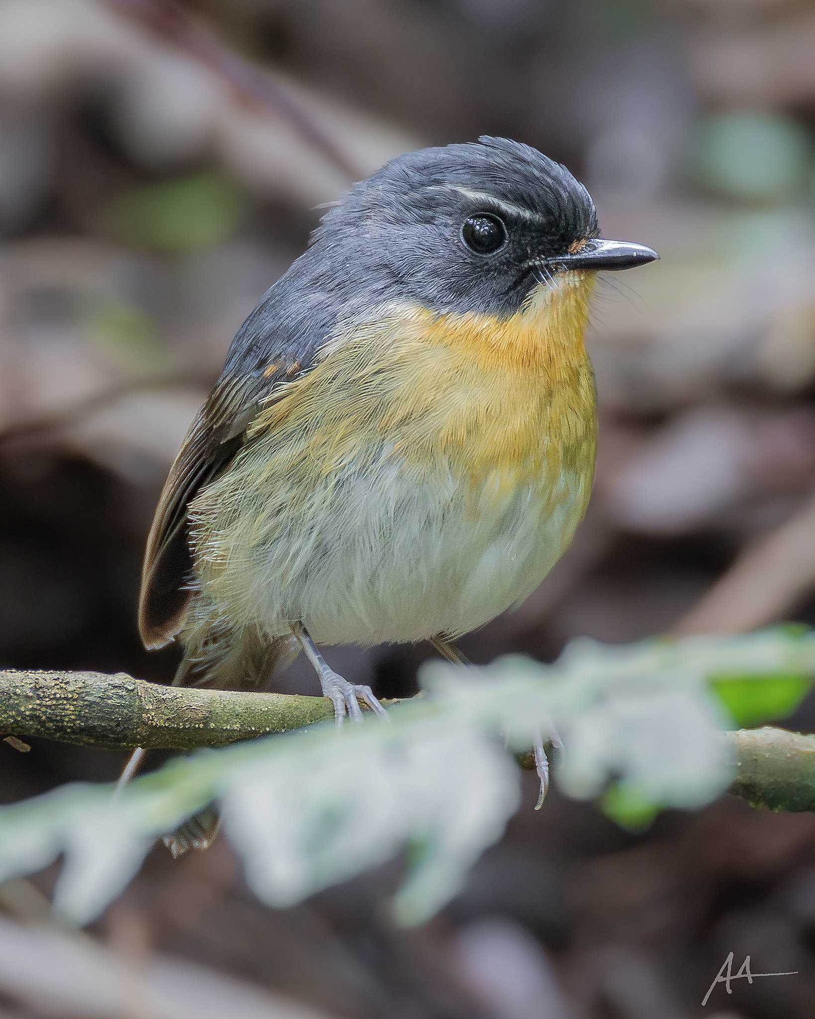 Bundok Flycatcher