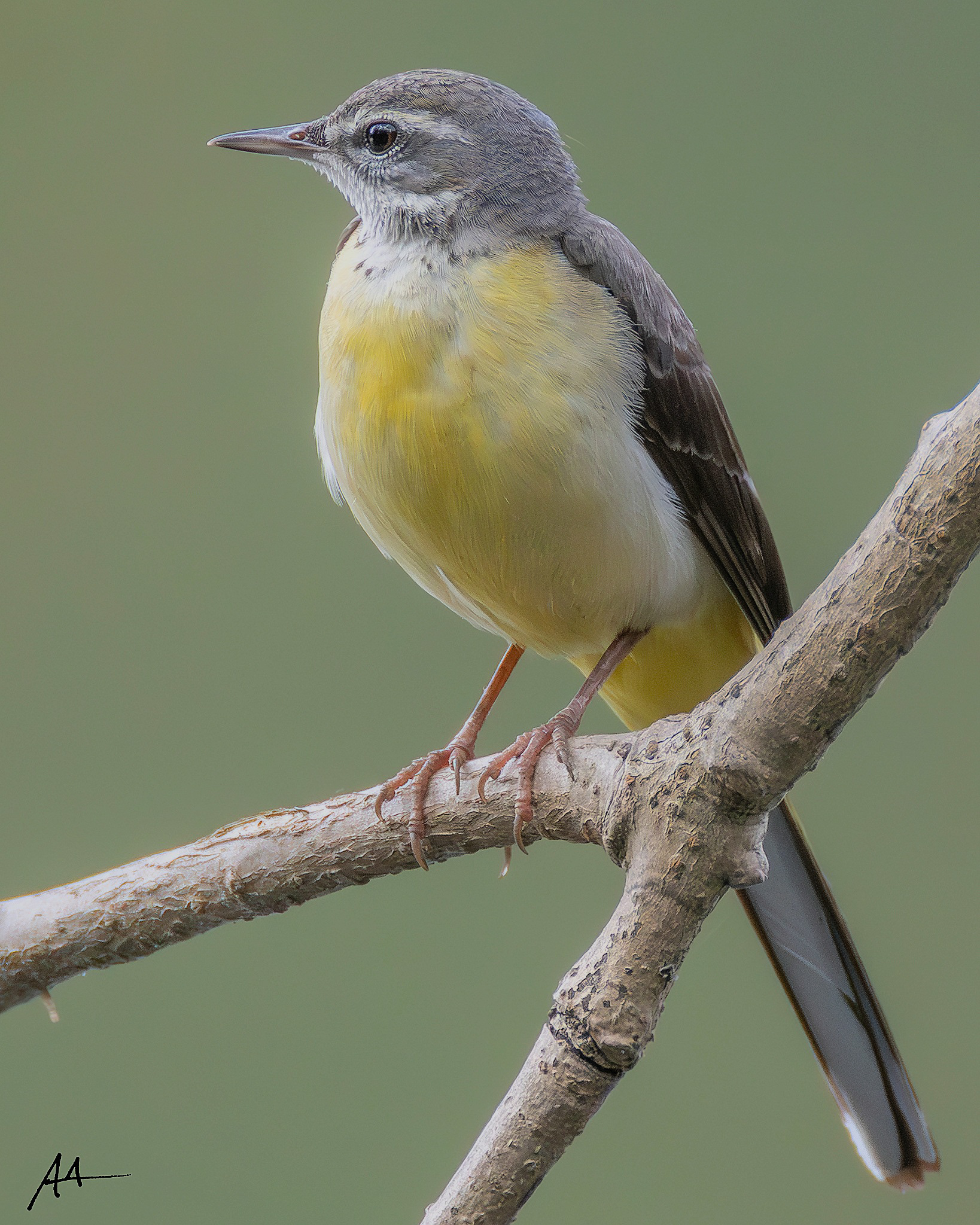 Gray Wagtail