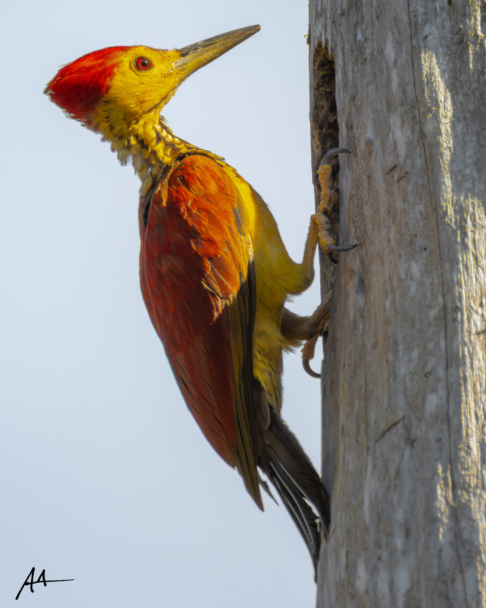 Yellow-faced Flameback (Male)