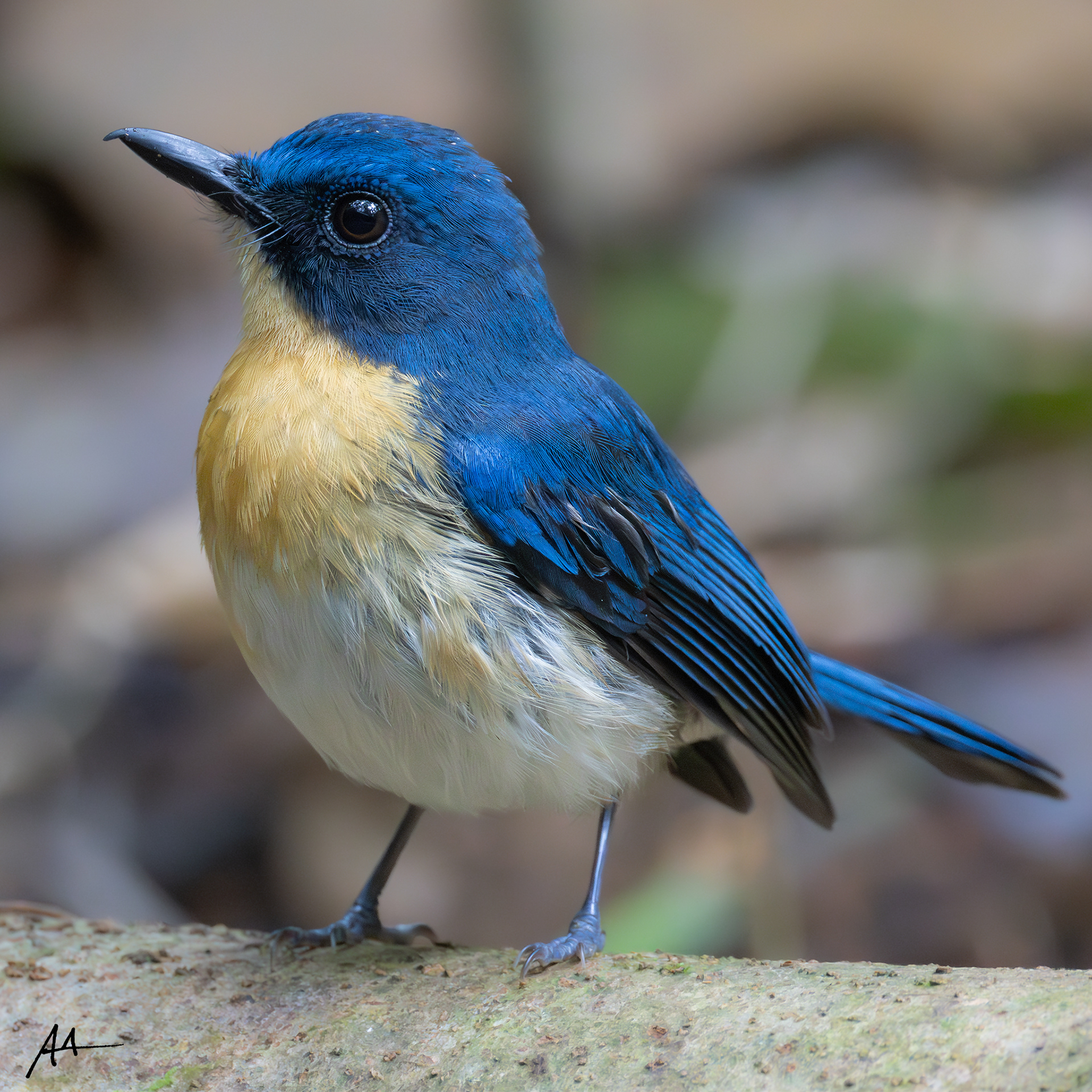 Palawan Blue Flycatcher | January 2025 | Puerto Princesa, Palawan