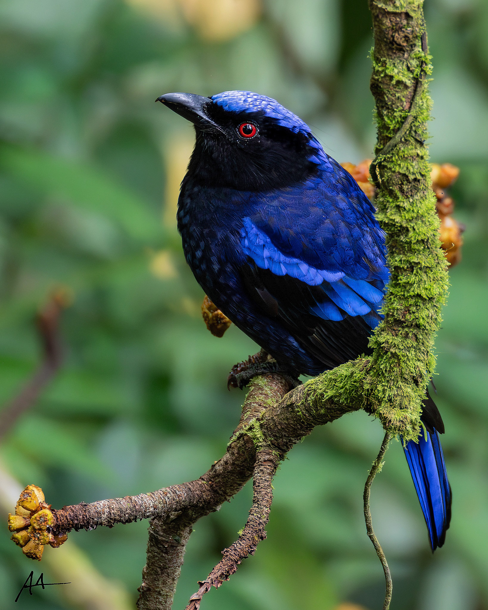Philippine Fairy Bluebird