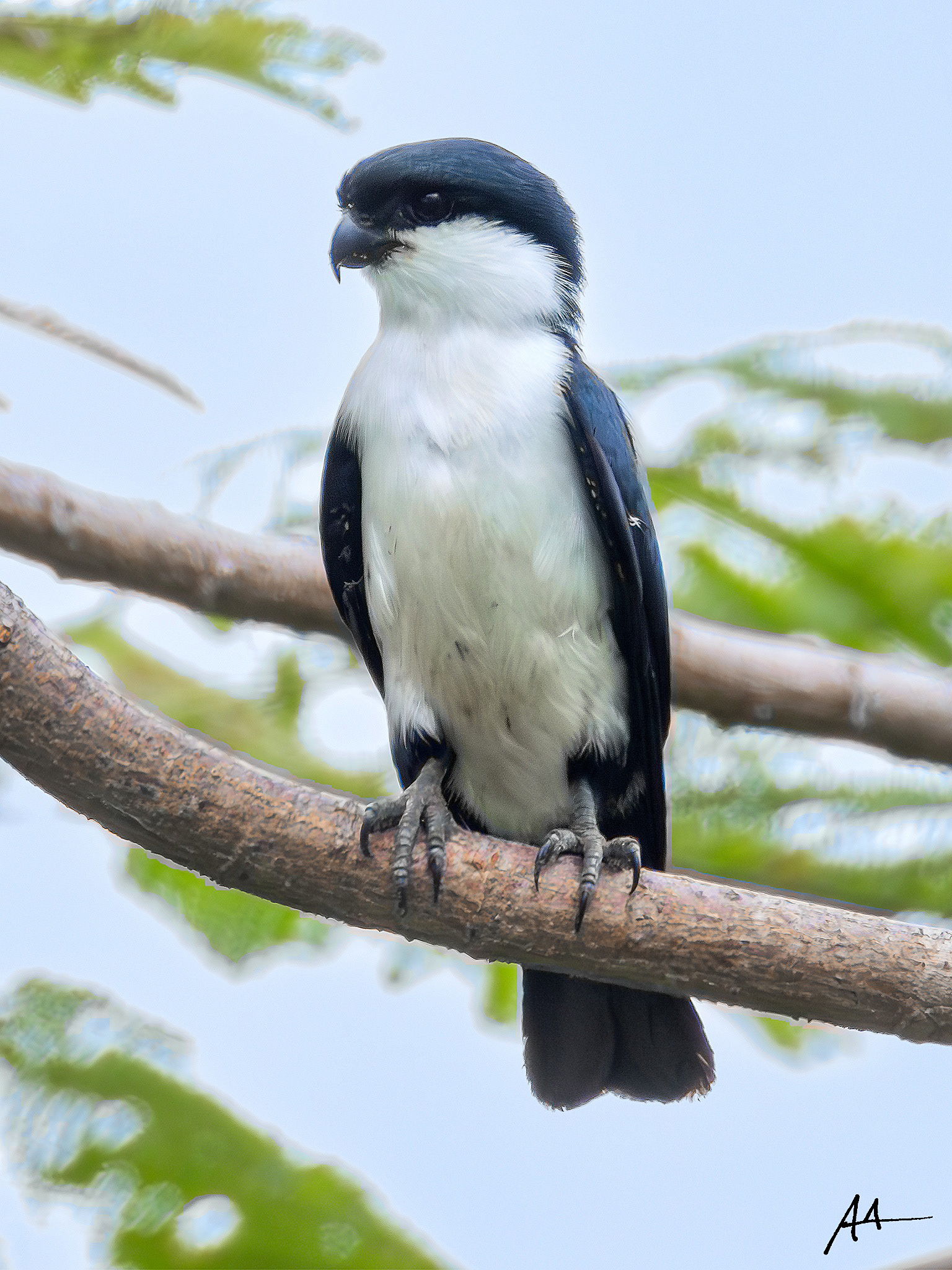 Philippine Falconet