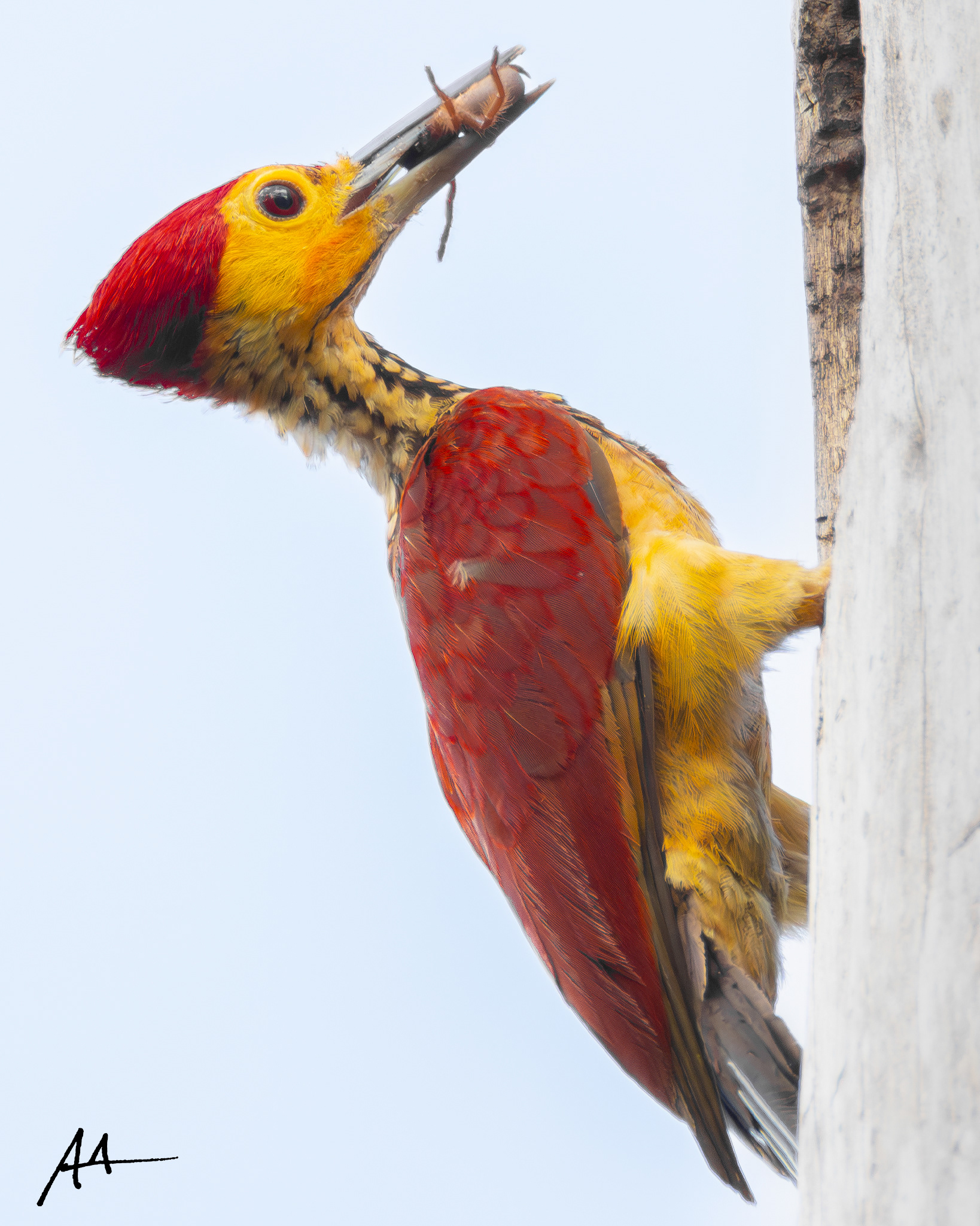 Yellow-faced Flameback (Male)