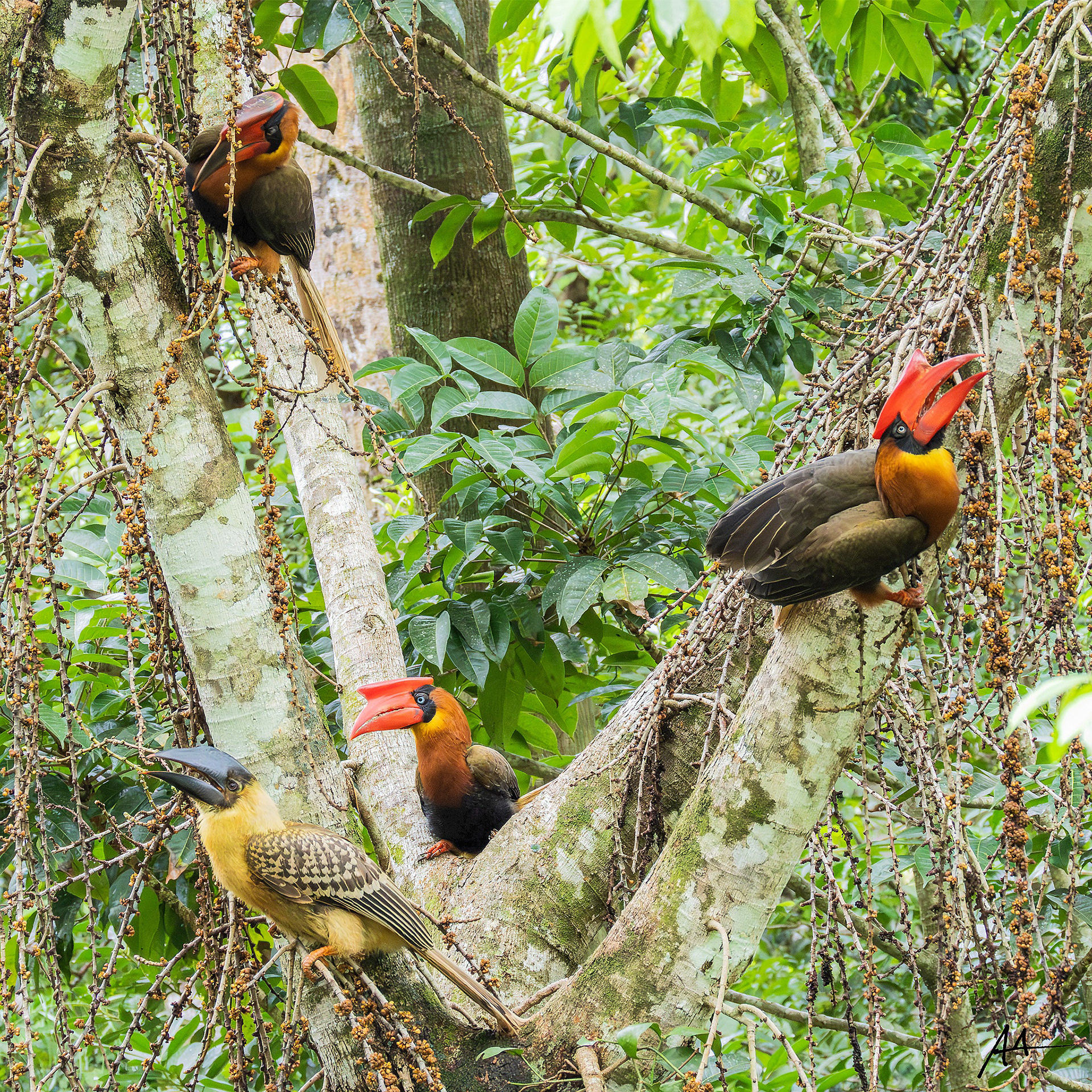 Northern Rufous Hornbill