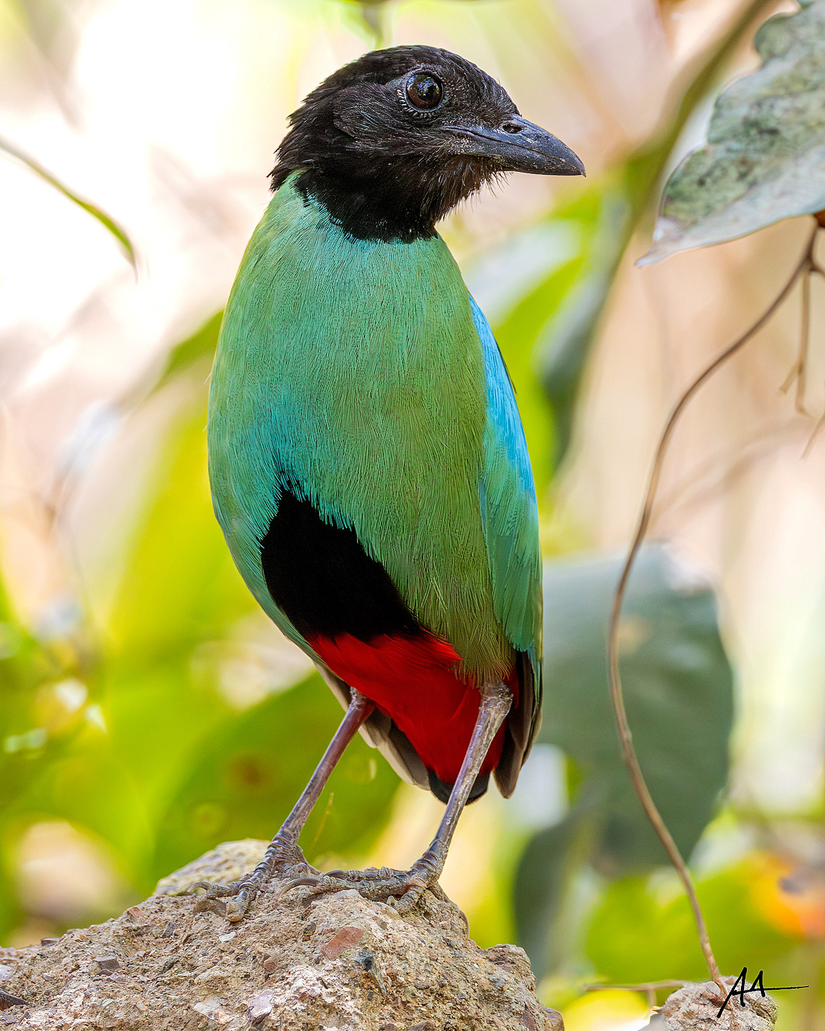 Hooded Pitta | May 2024 | Coron, Palawan