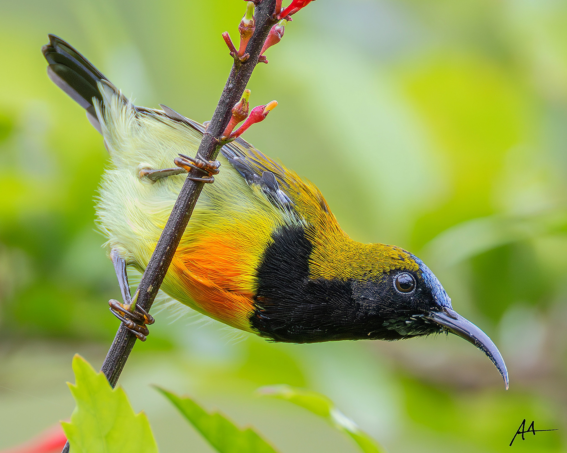 Flaming Sunbird