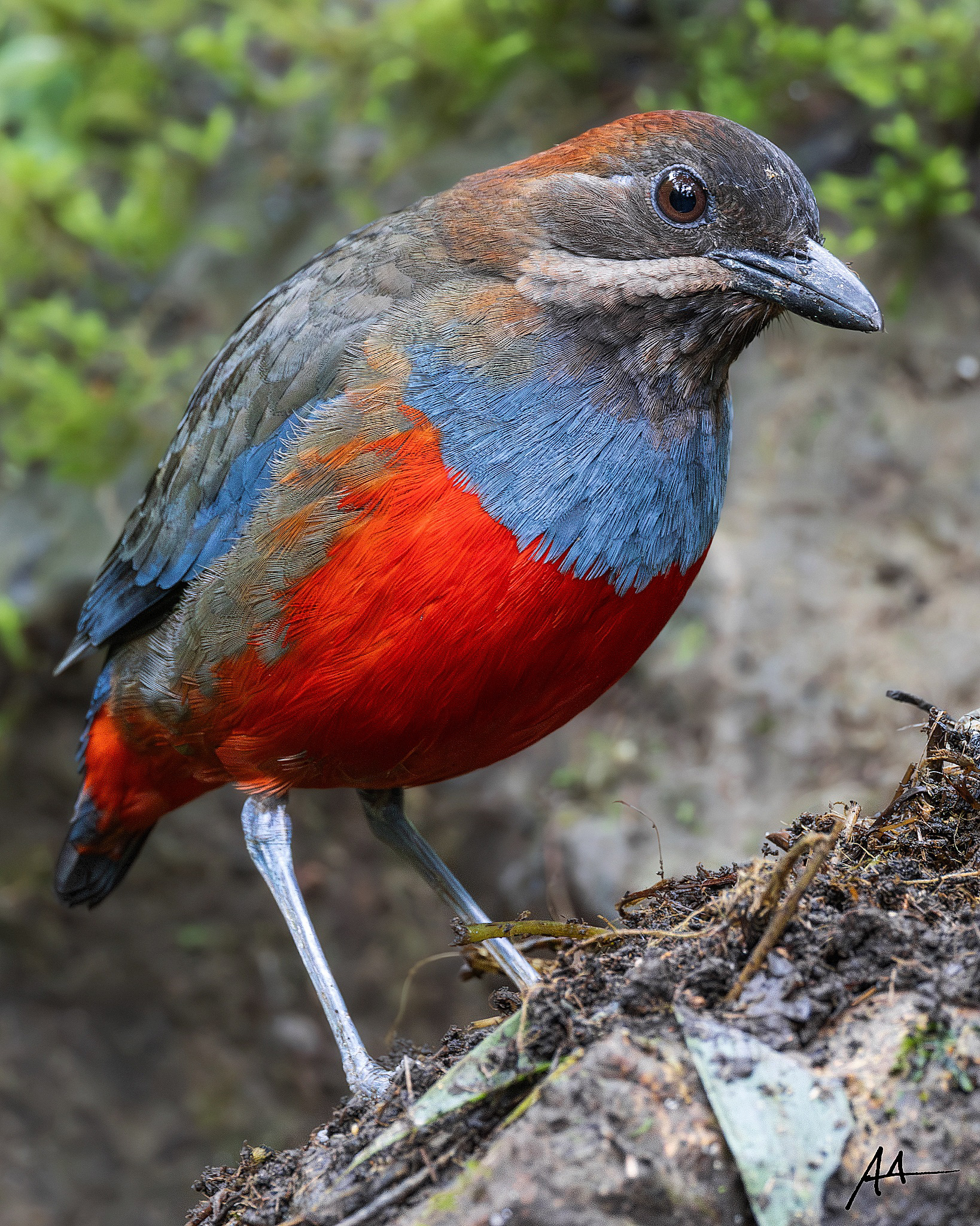 Whiskered Pitta (Male)