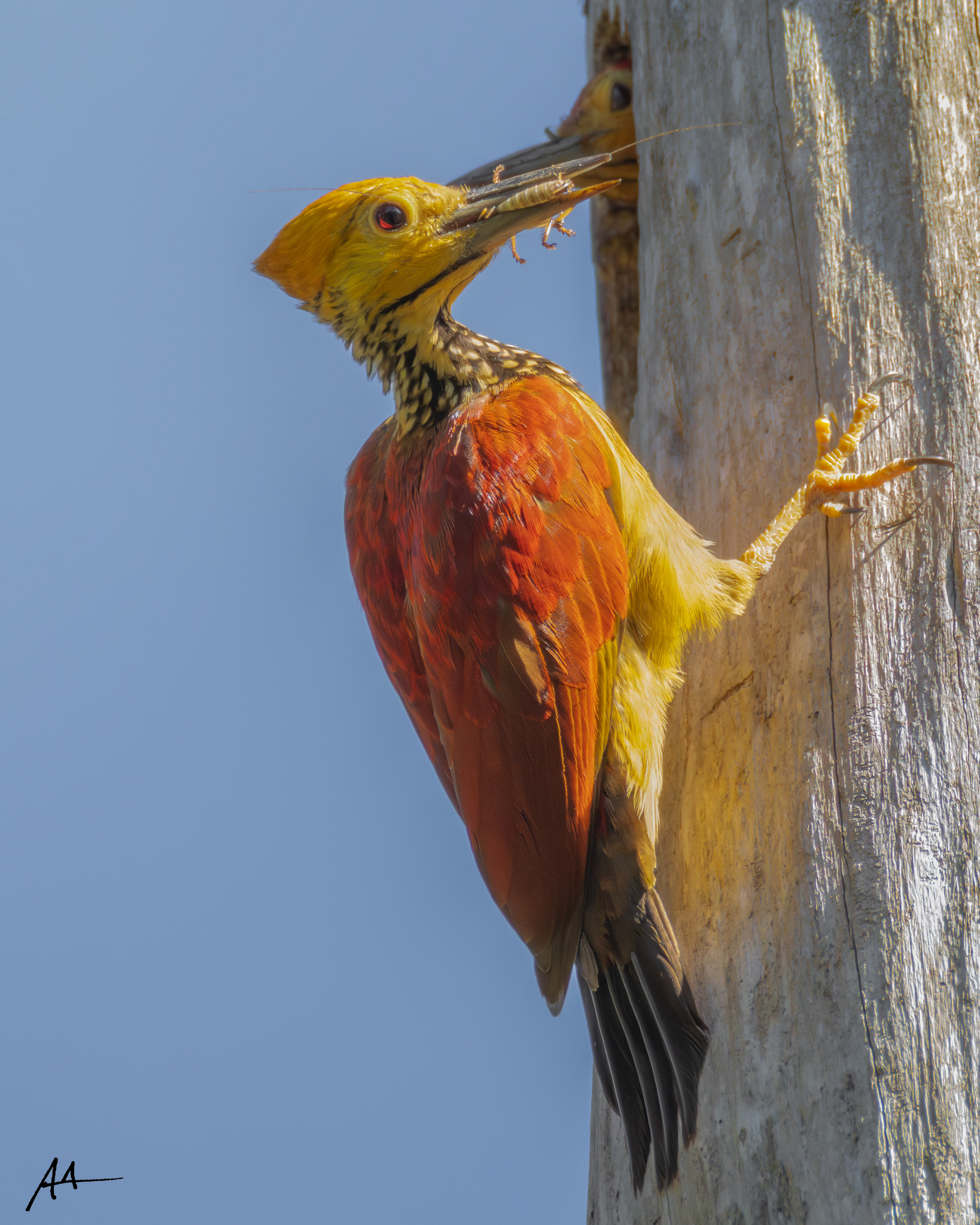 Yellow-faced Flameback (Female)