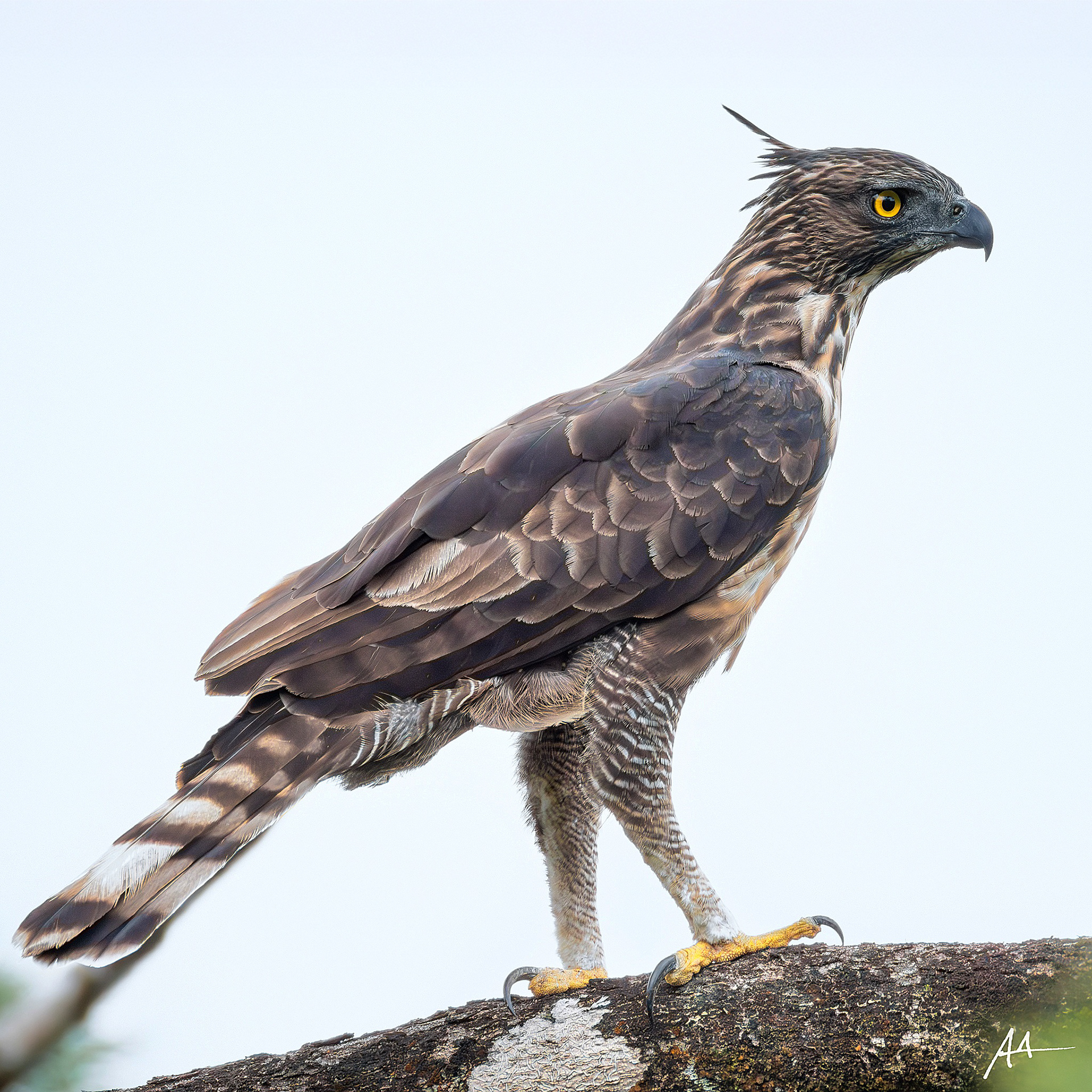 North Philippine Hawk-Eagle