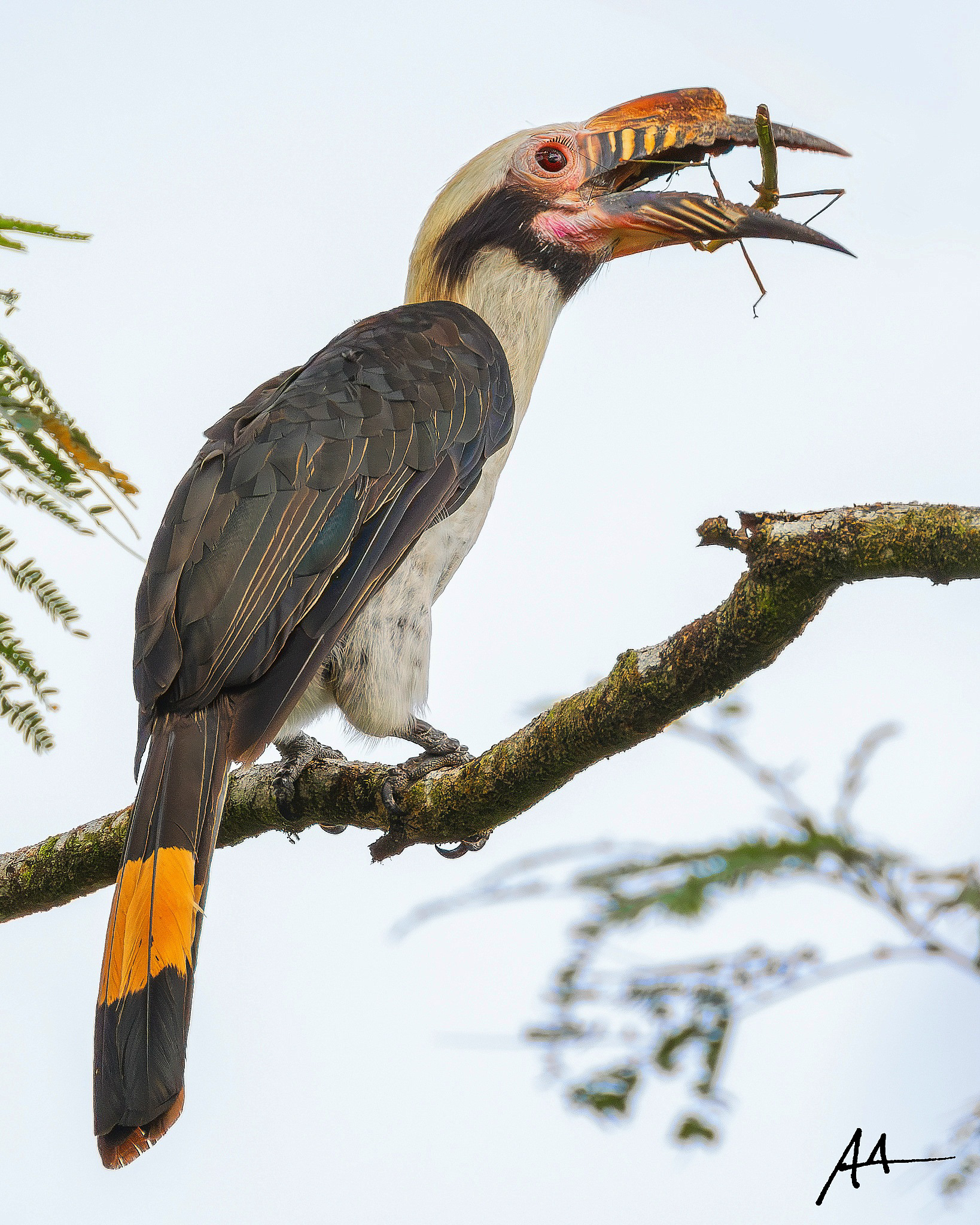 Luzon Hornbill (Male)