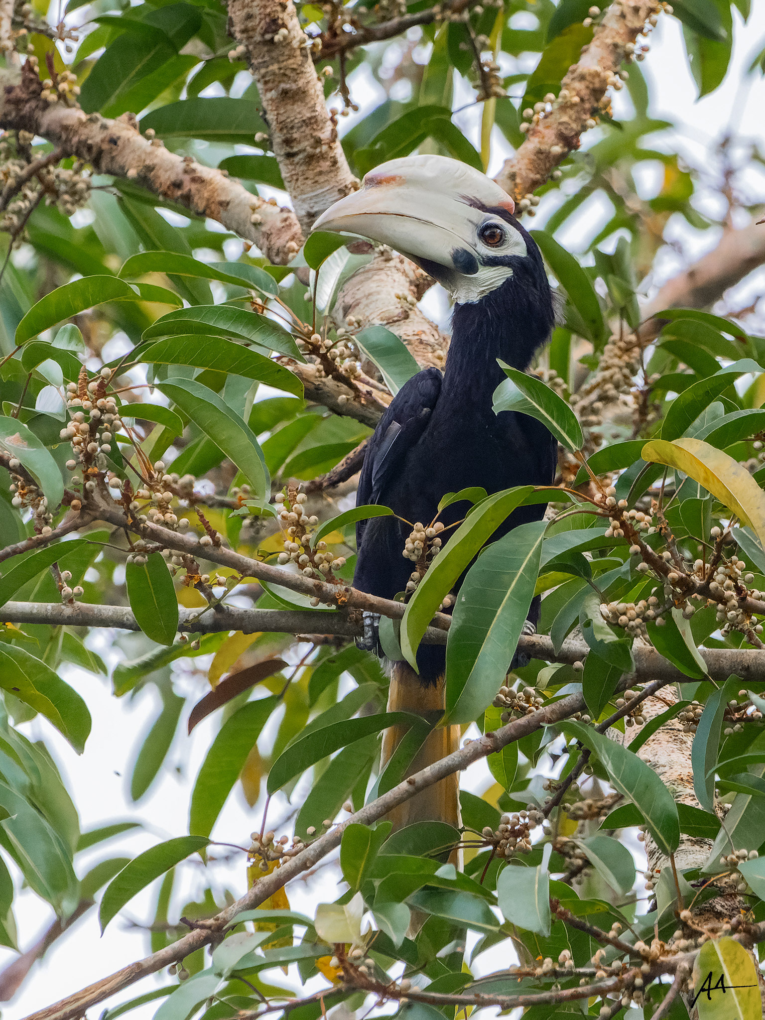 Palawan Hornbill