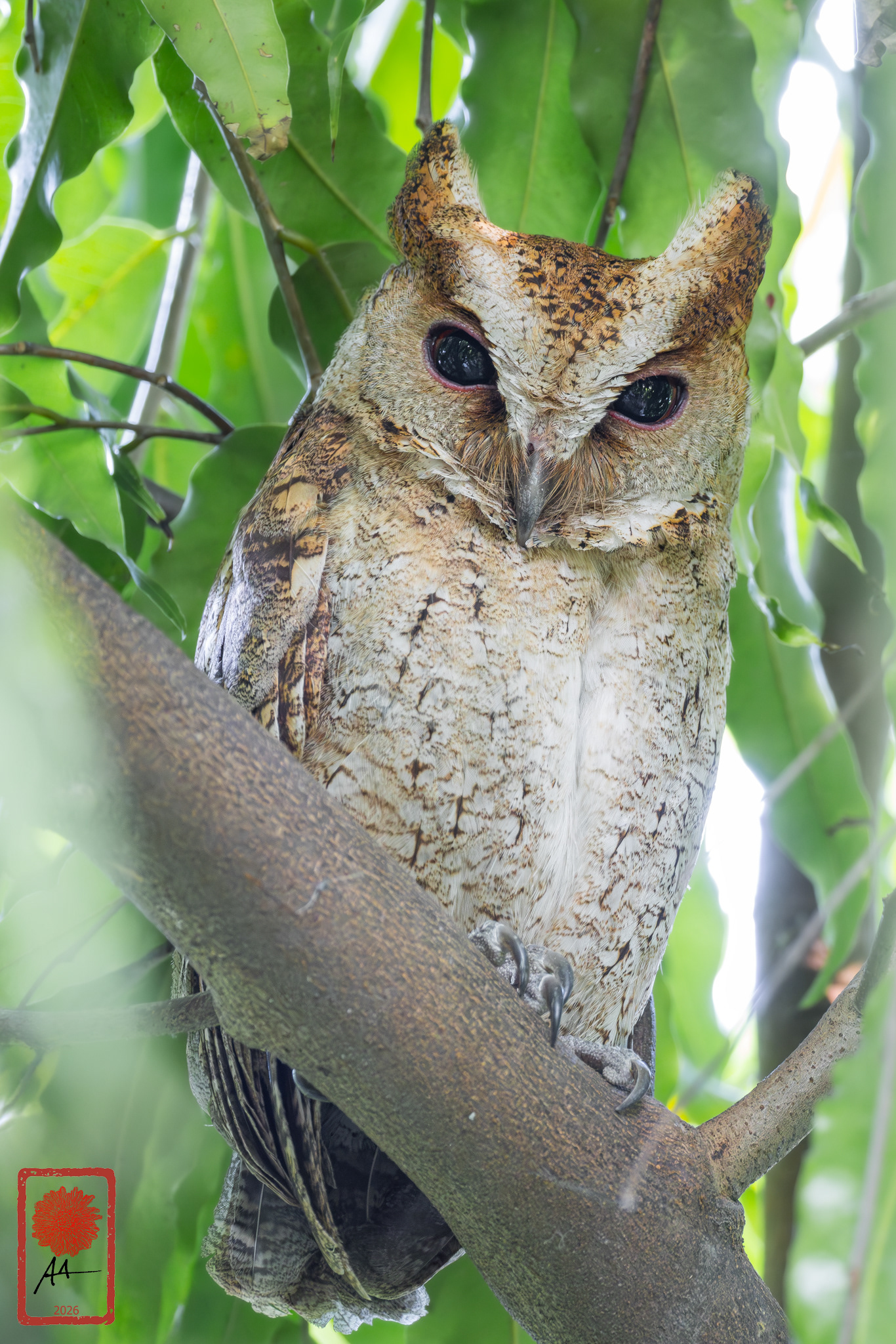 Philippine Scops Owl