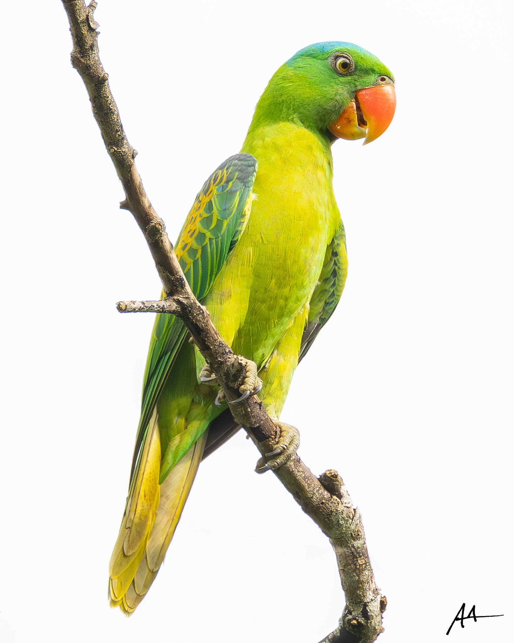 Blue-naped Parrot