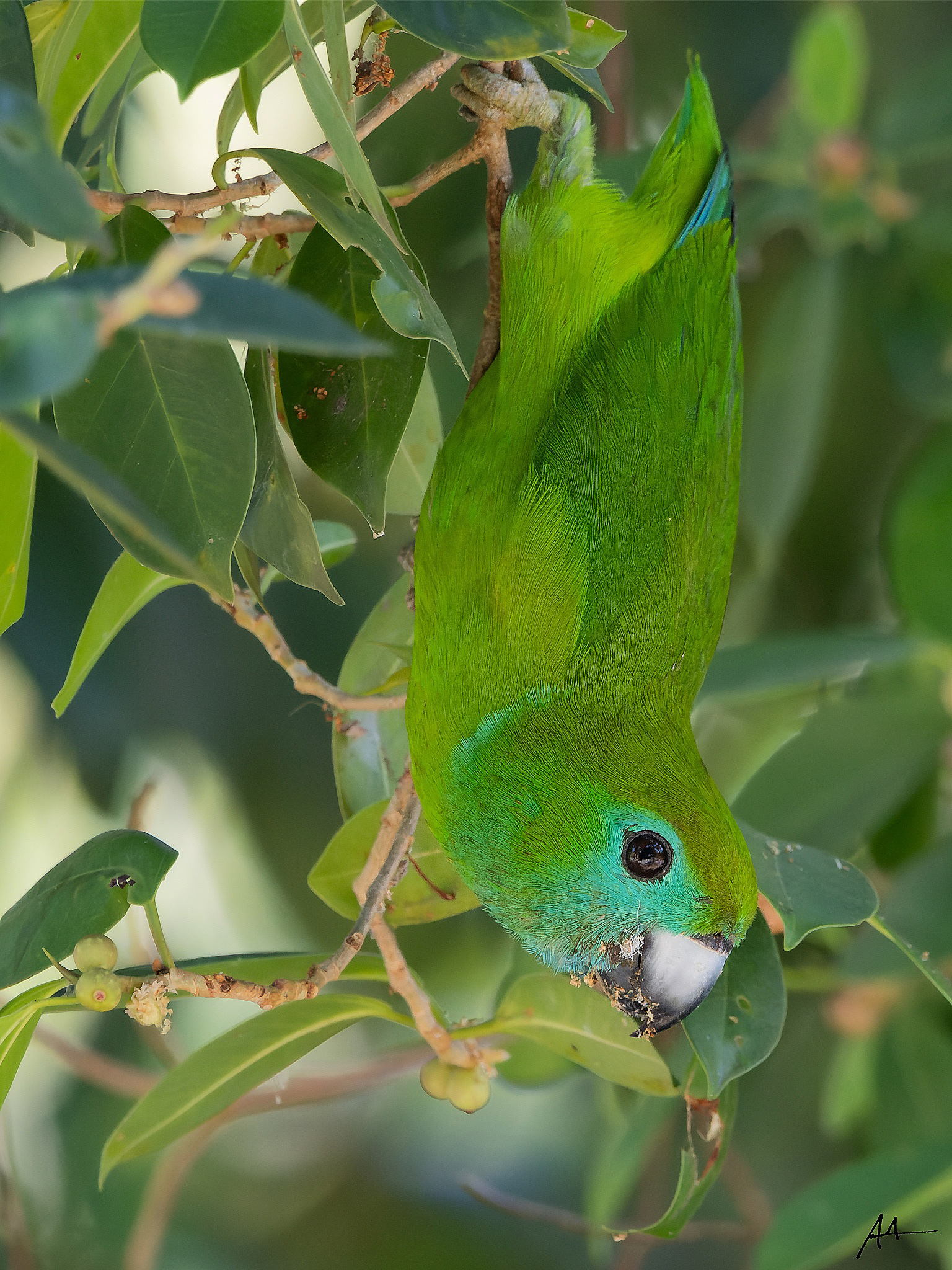 Guaiabero