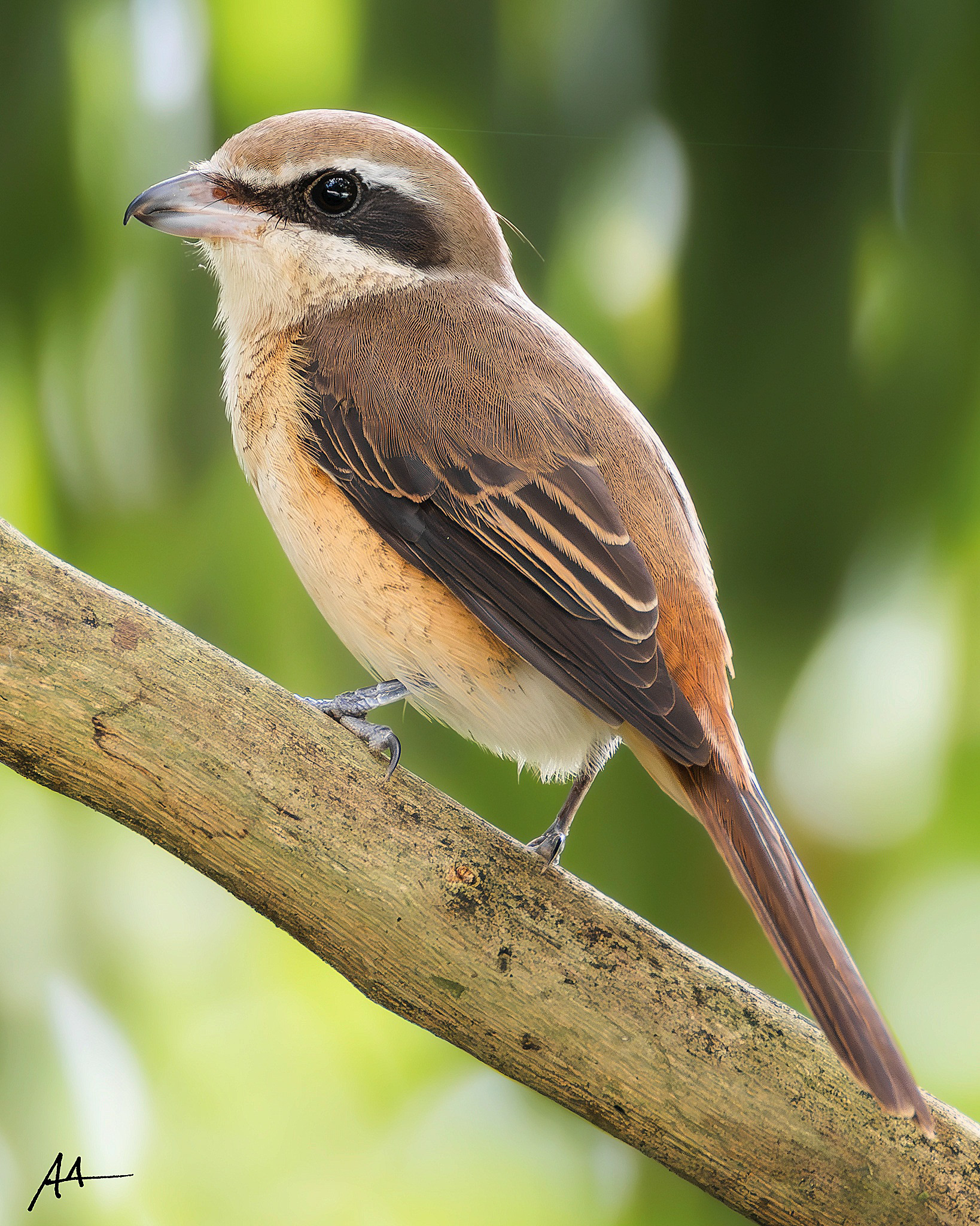 Brown Shrike