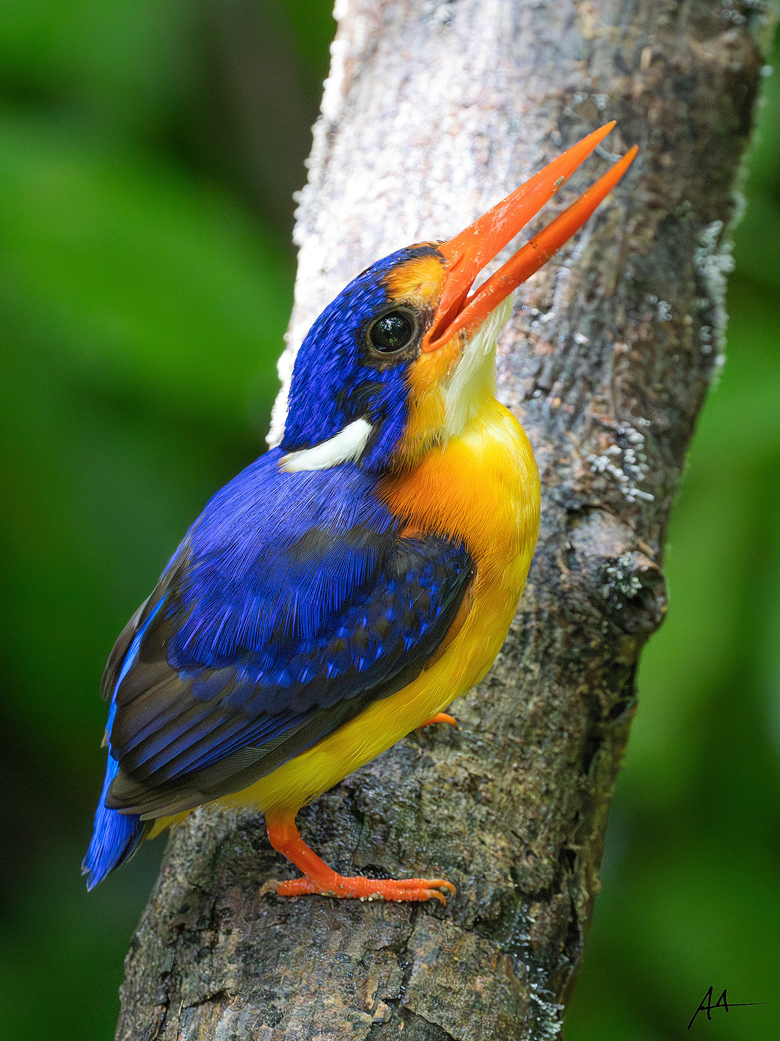 Dimorphic Dwarf Kingfisher