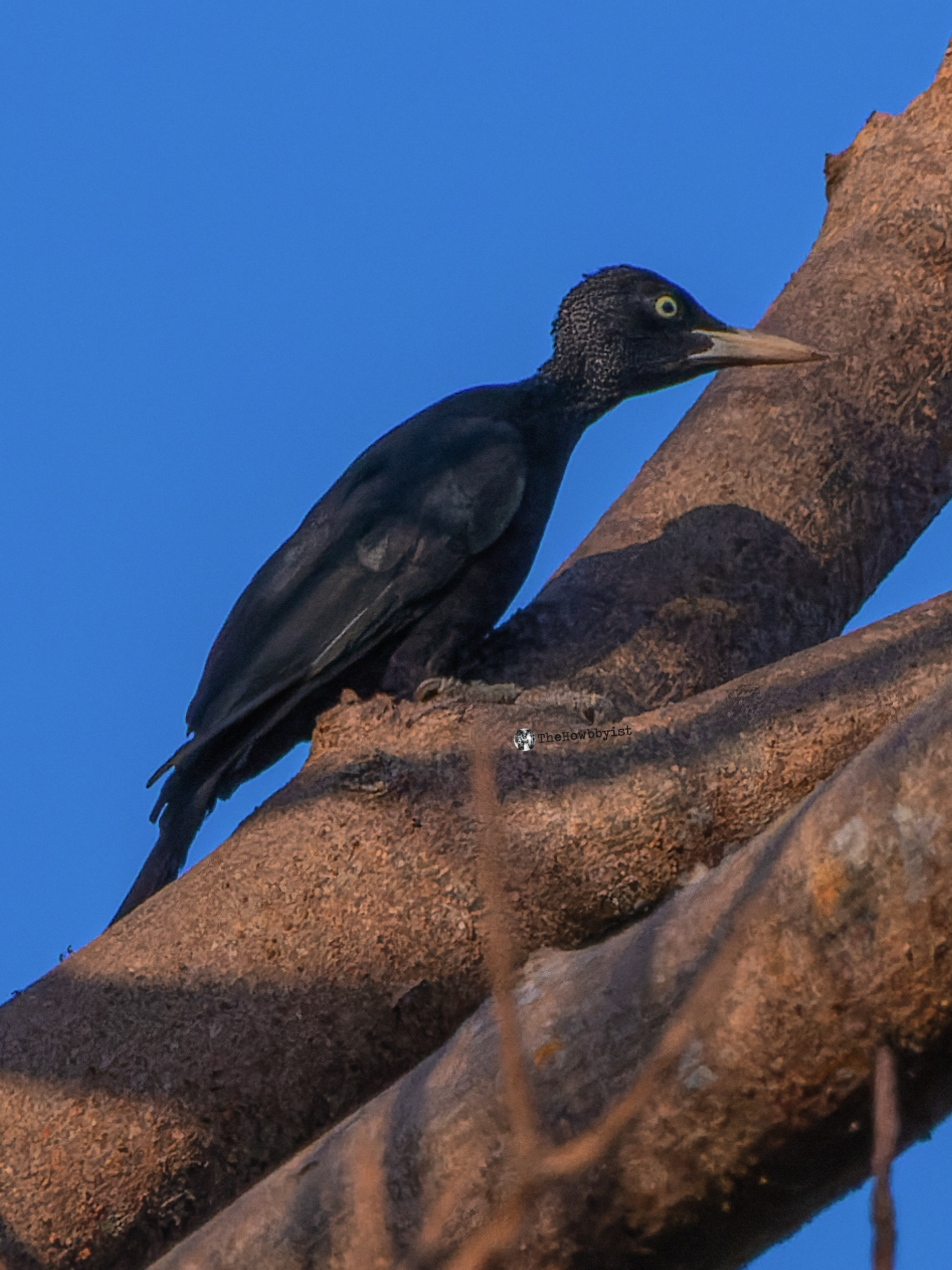 Northern Sooty Woodpecker (Female)