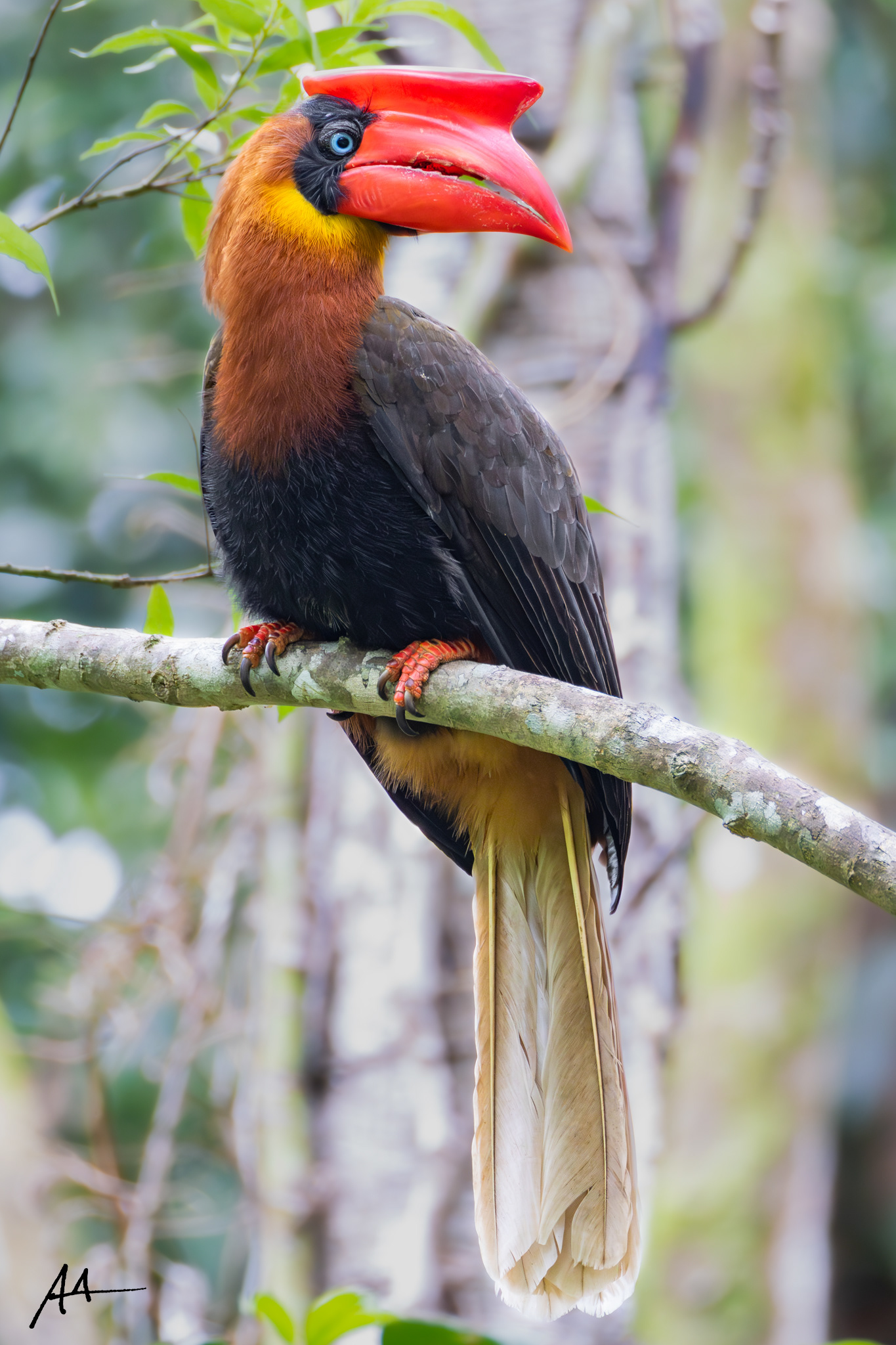 Northern Rufous Hornbill (Adult Female) | February 2025 | Southern Sierra Madre Corridor, Infanta, Quezon