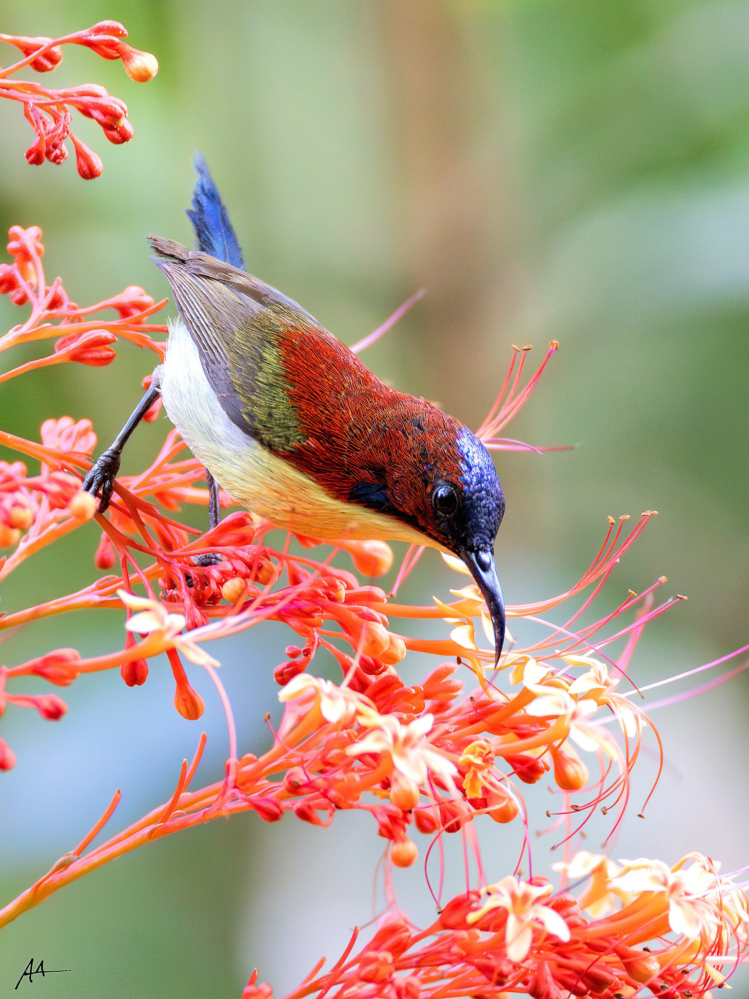 Lovely Sunbird
