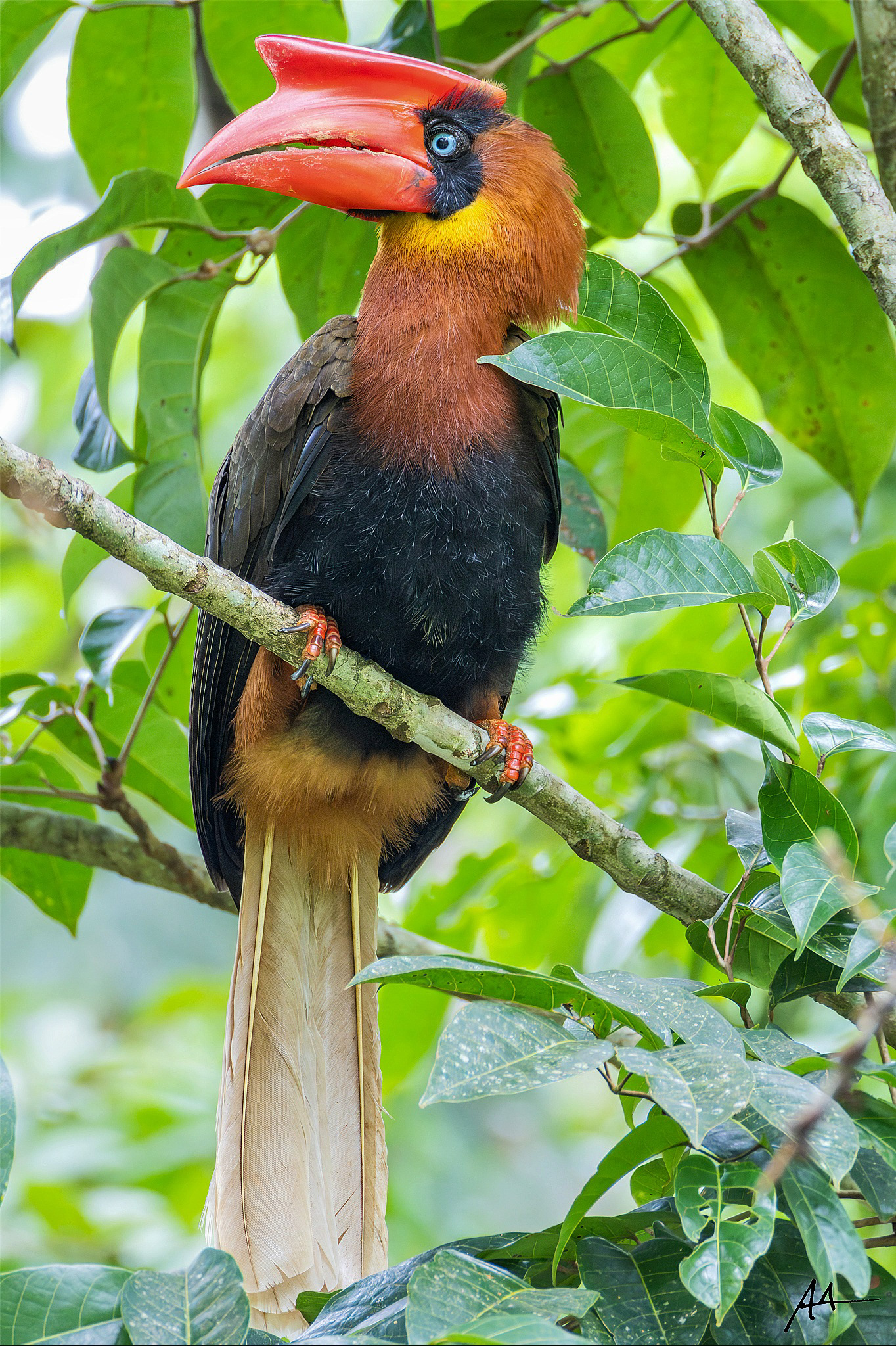 Northern Rufous Hornbill