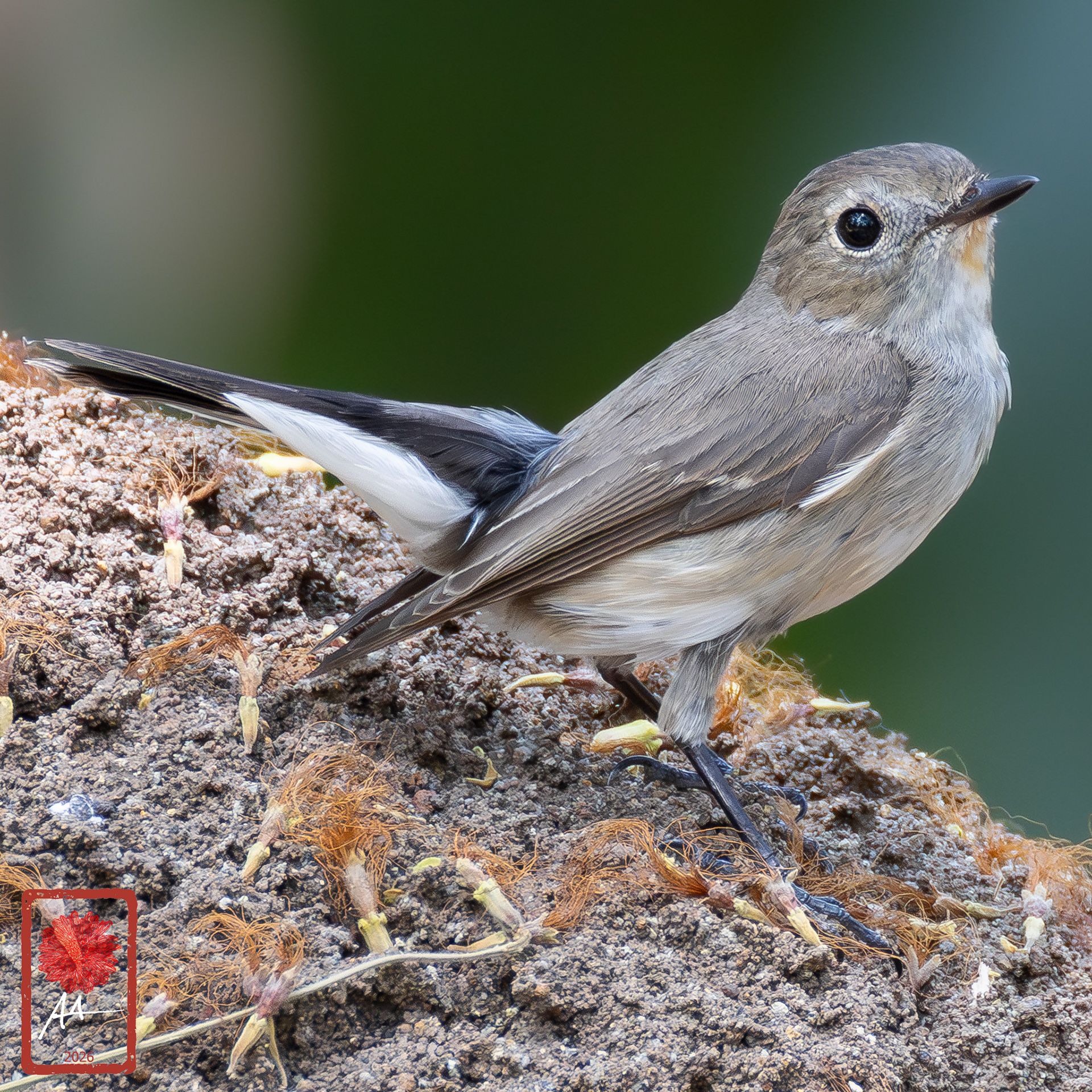 Taiga Flycatcher