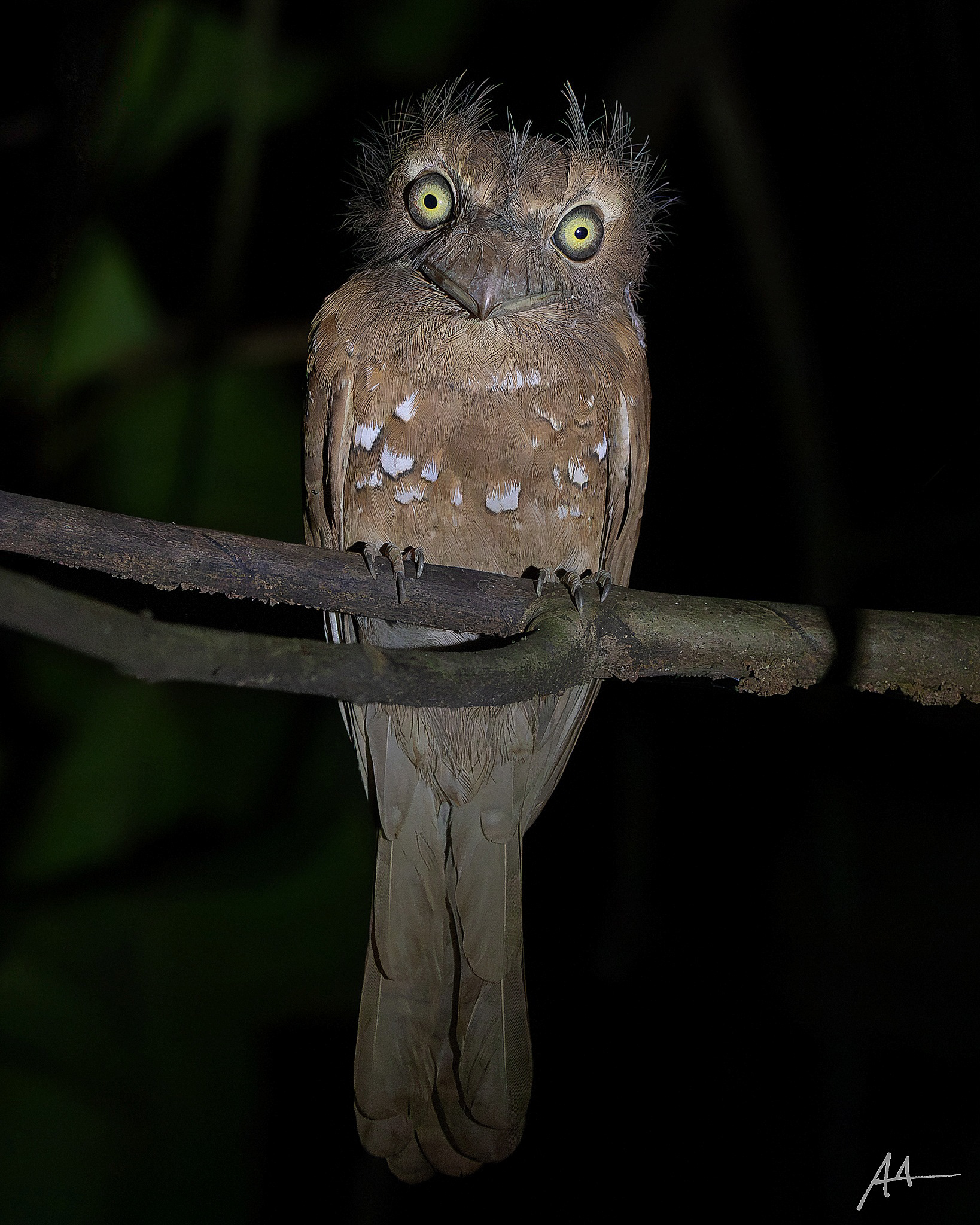 Palawan Frogmouth (Female)