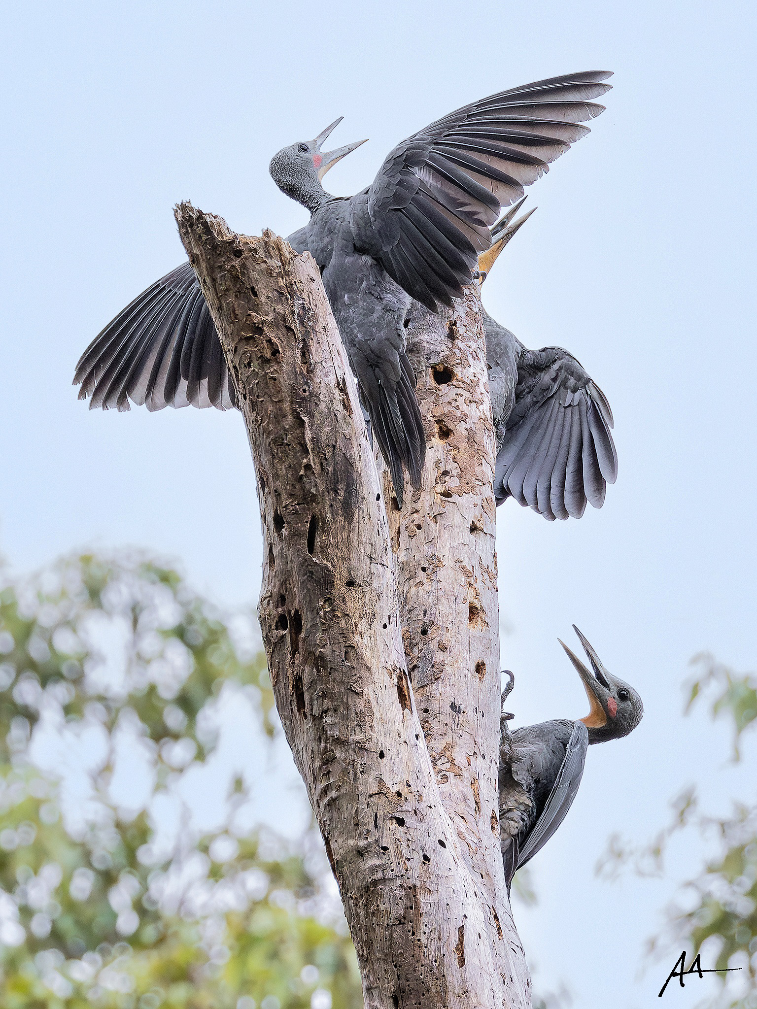 Greaty Slaty Woodpecker