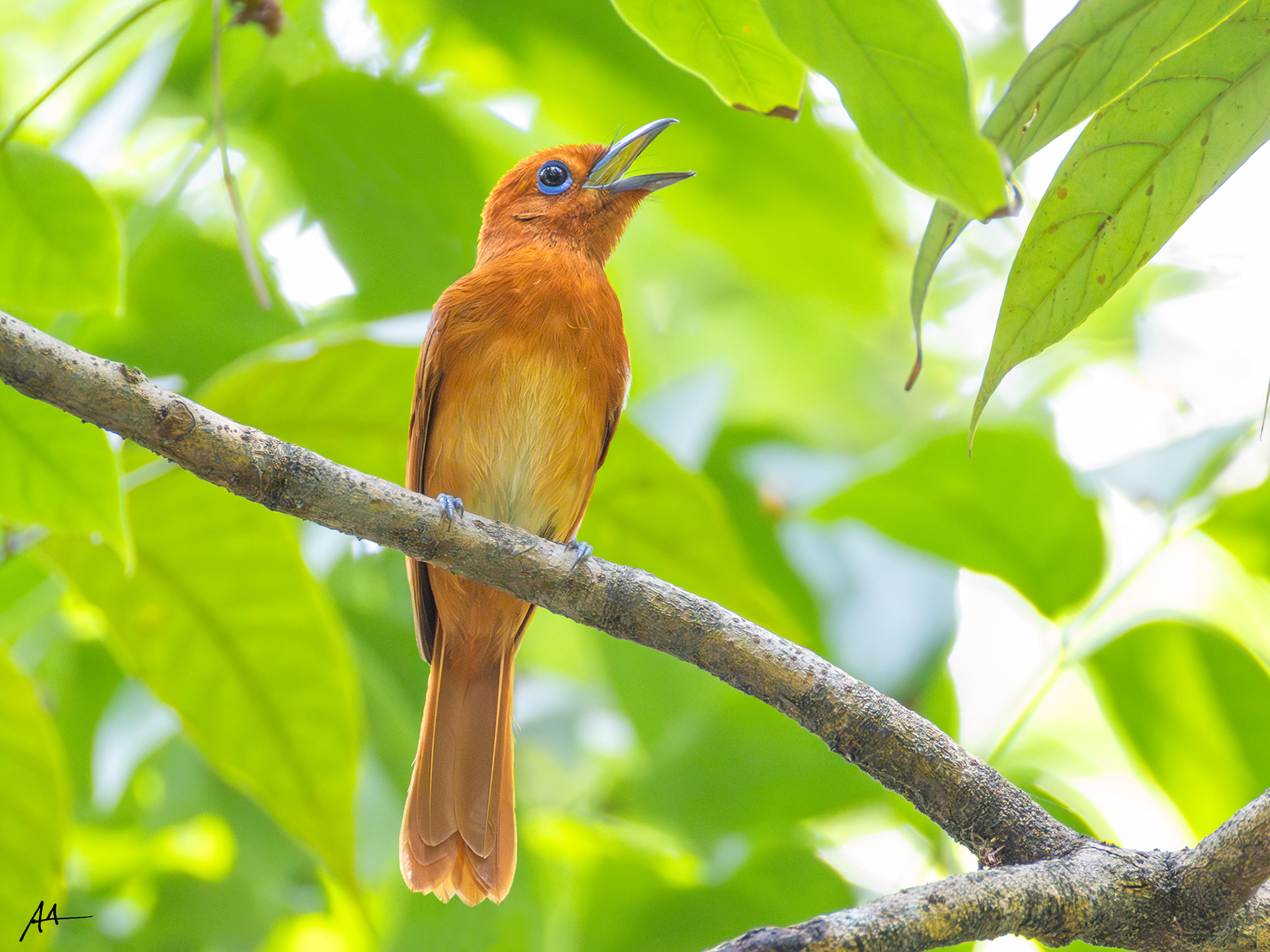 Rufous Paradise Flycatcher