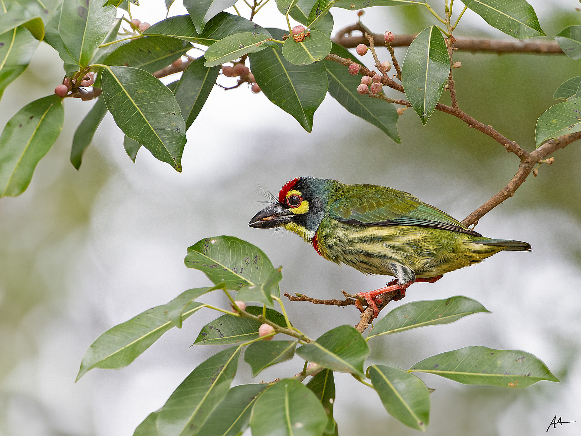 Coppersmith Barbet