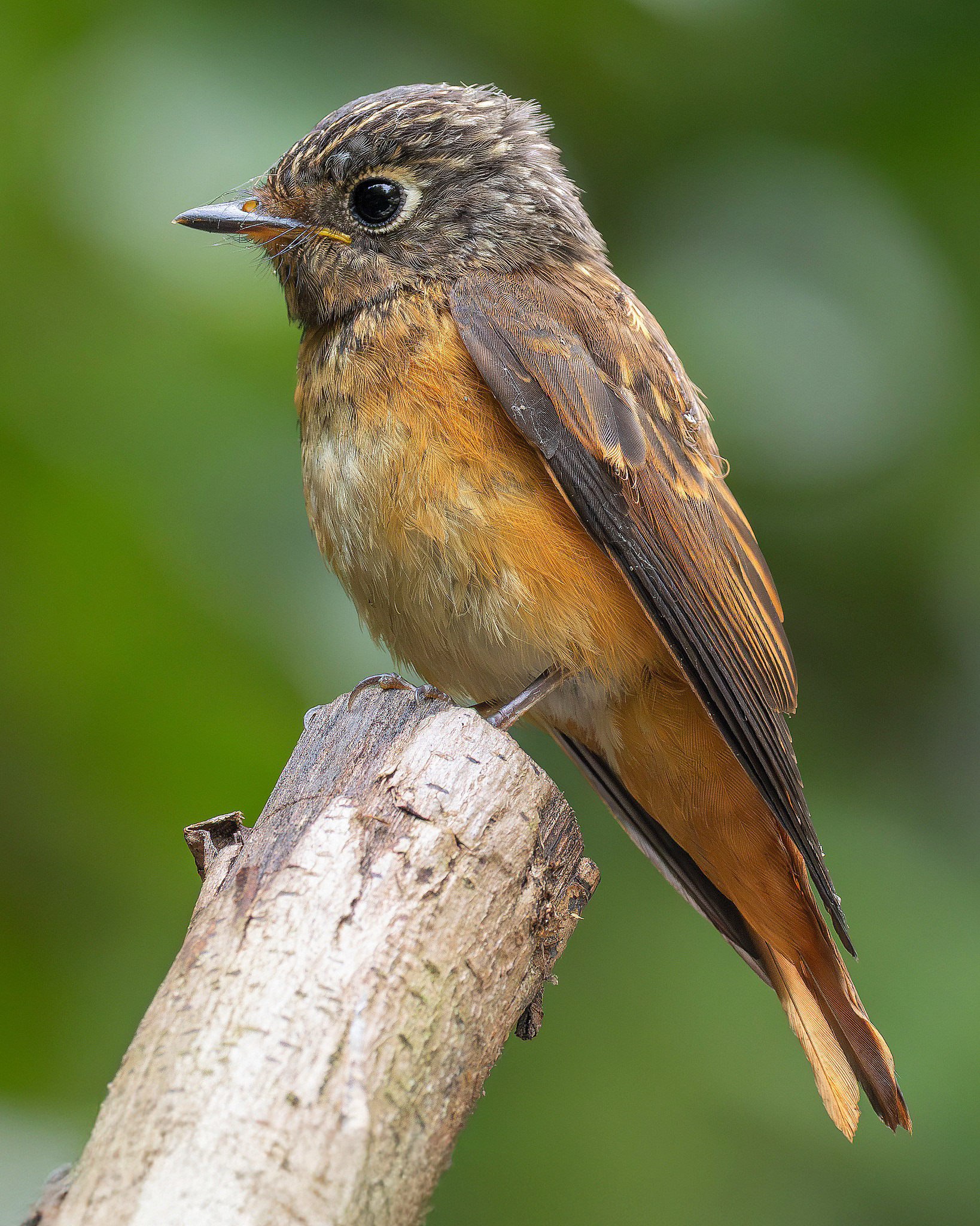 Ferruginous Flycatcher