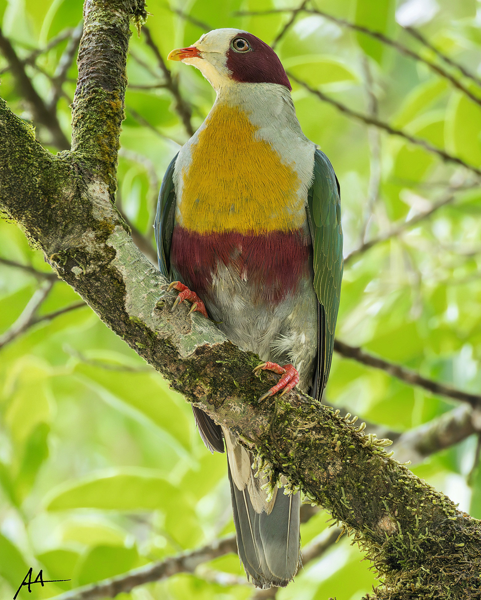 Yellow-breasted Fruit Dove