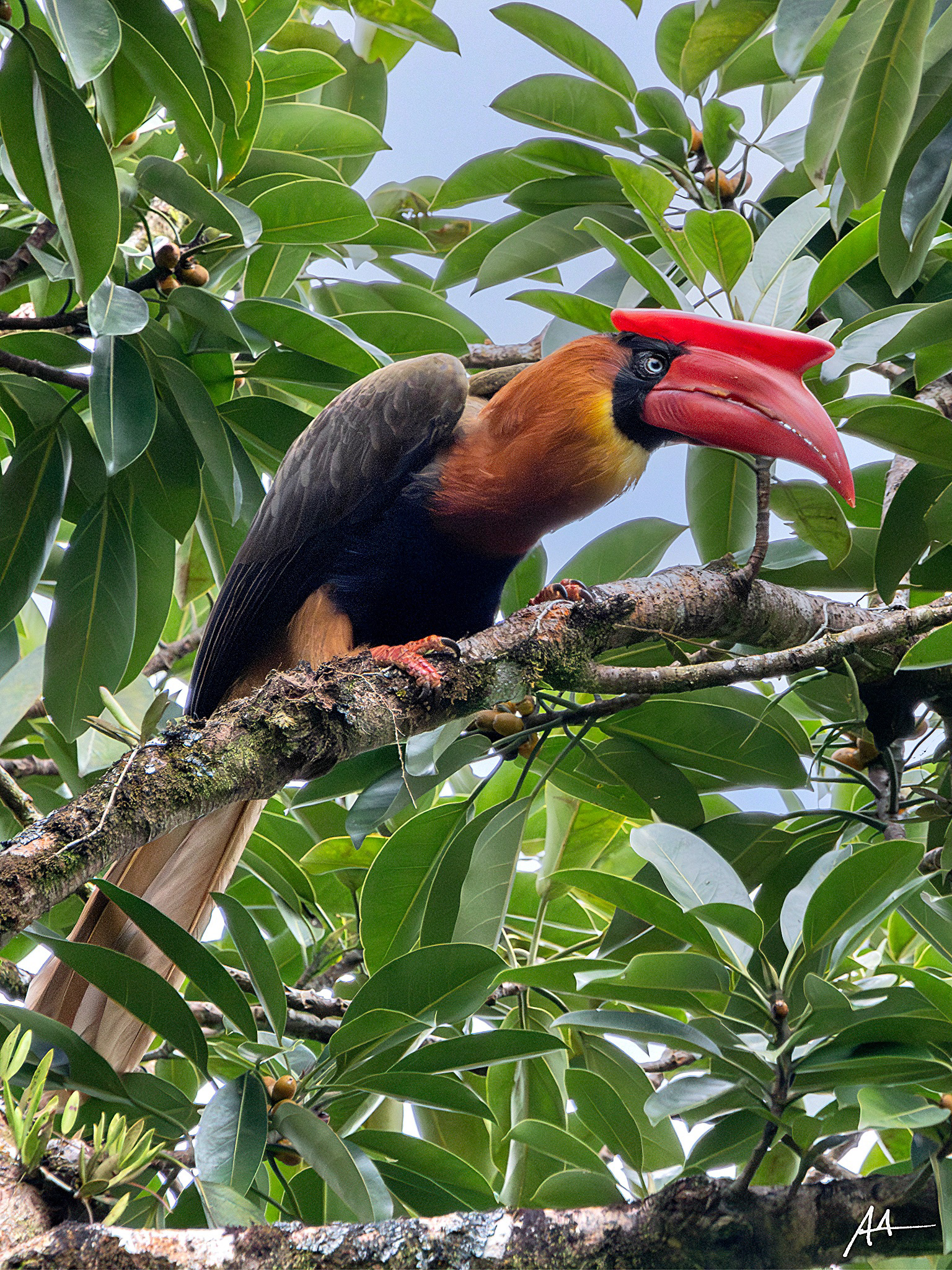 Northern Rufous Hornbill