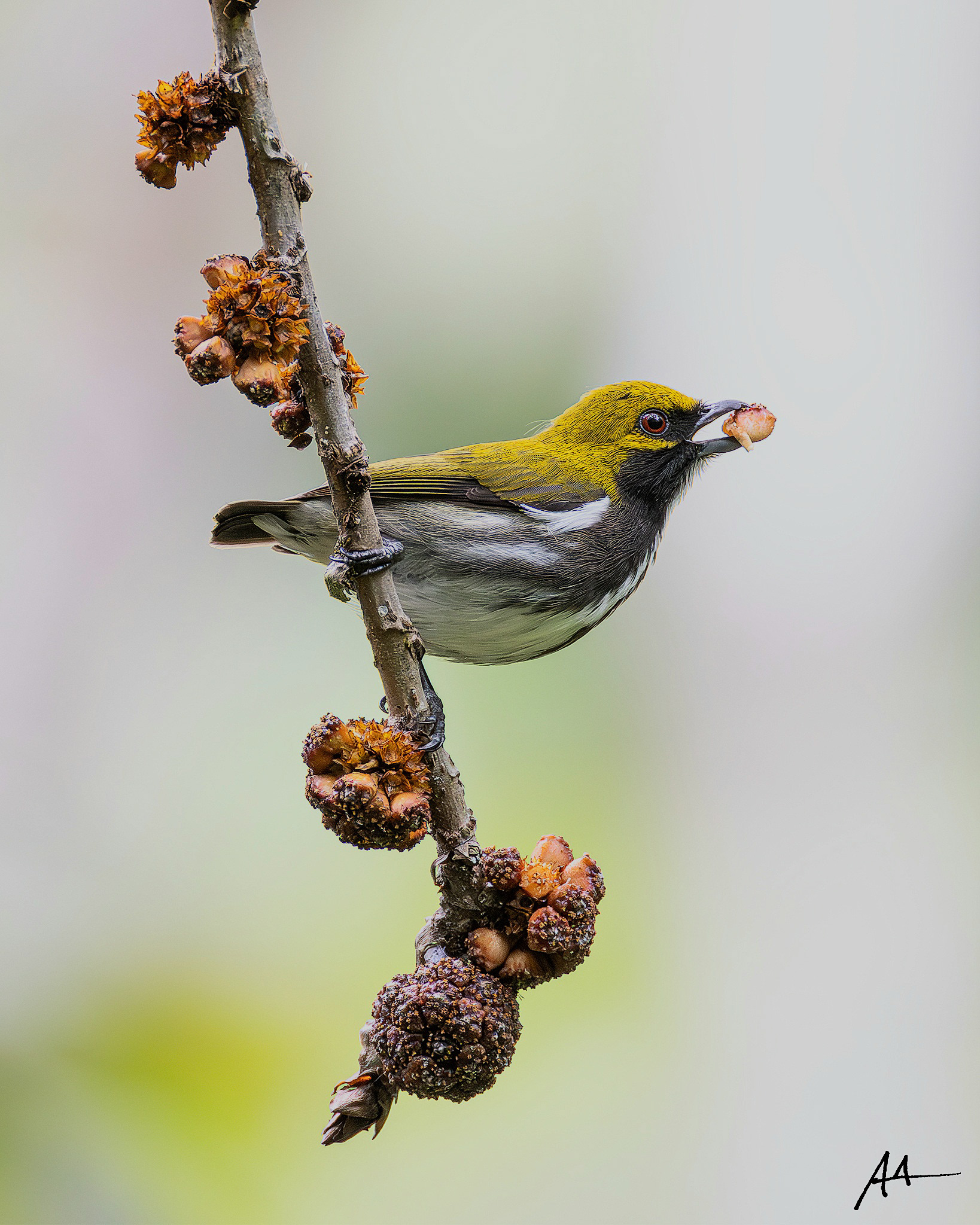 Olive-backed Flowerpecker