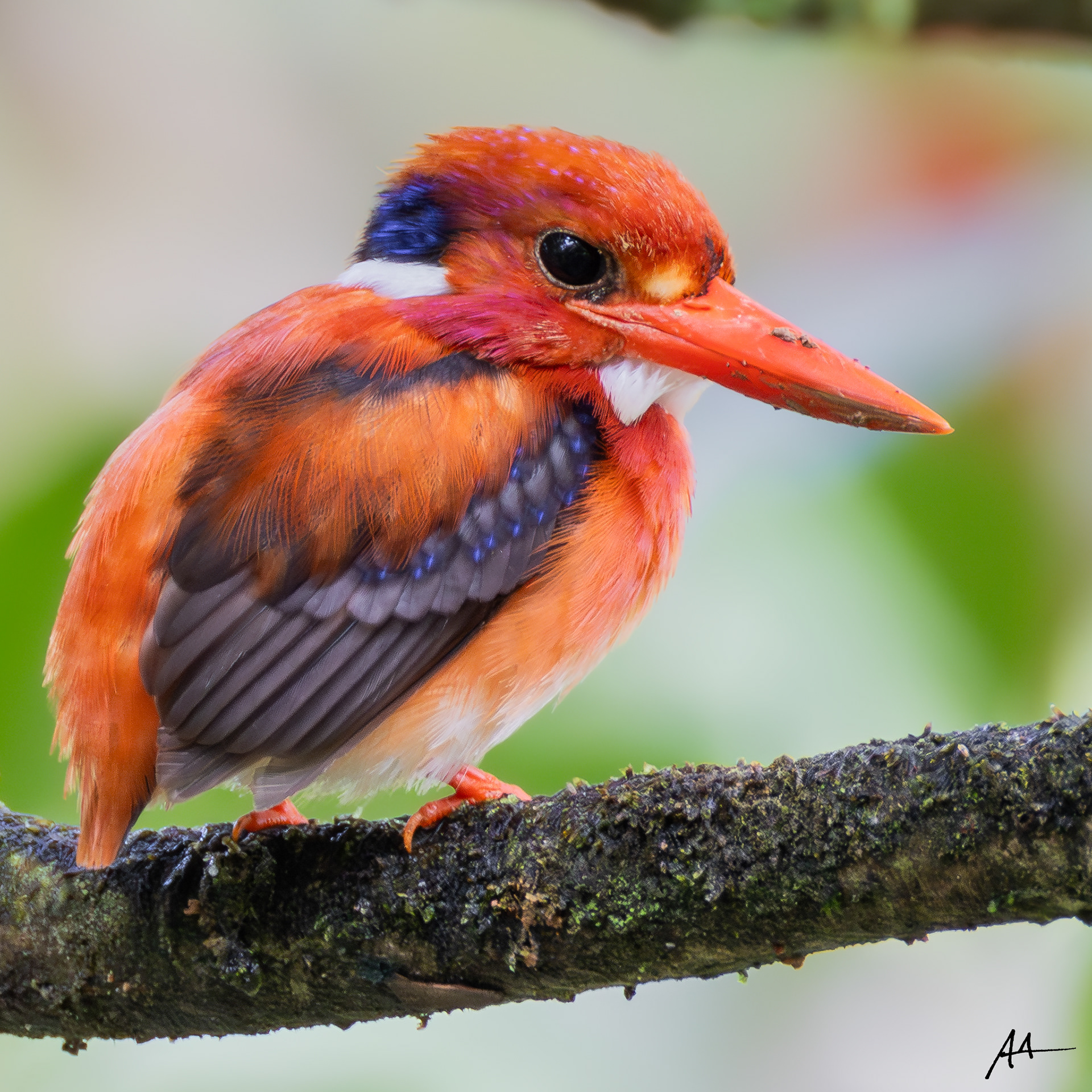 North Philippine Dwarf Kingfisher