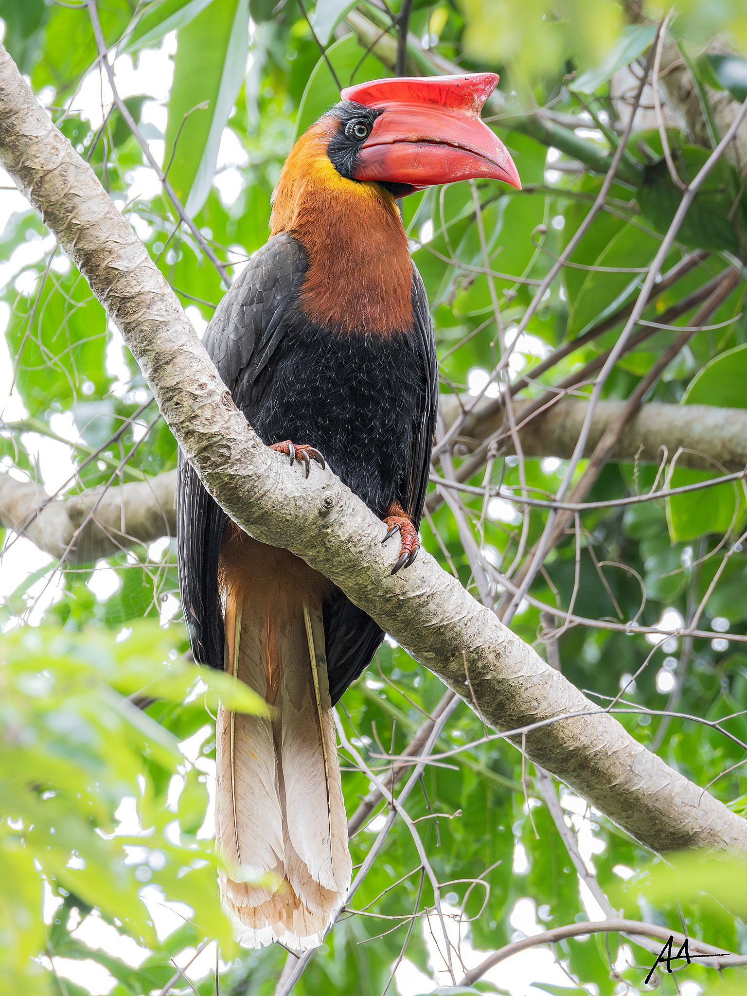 Northern Rufous Hornbill