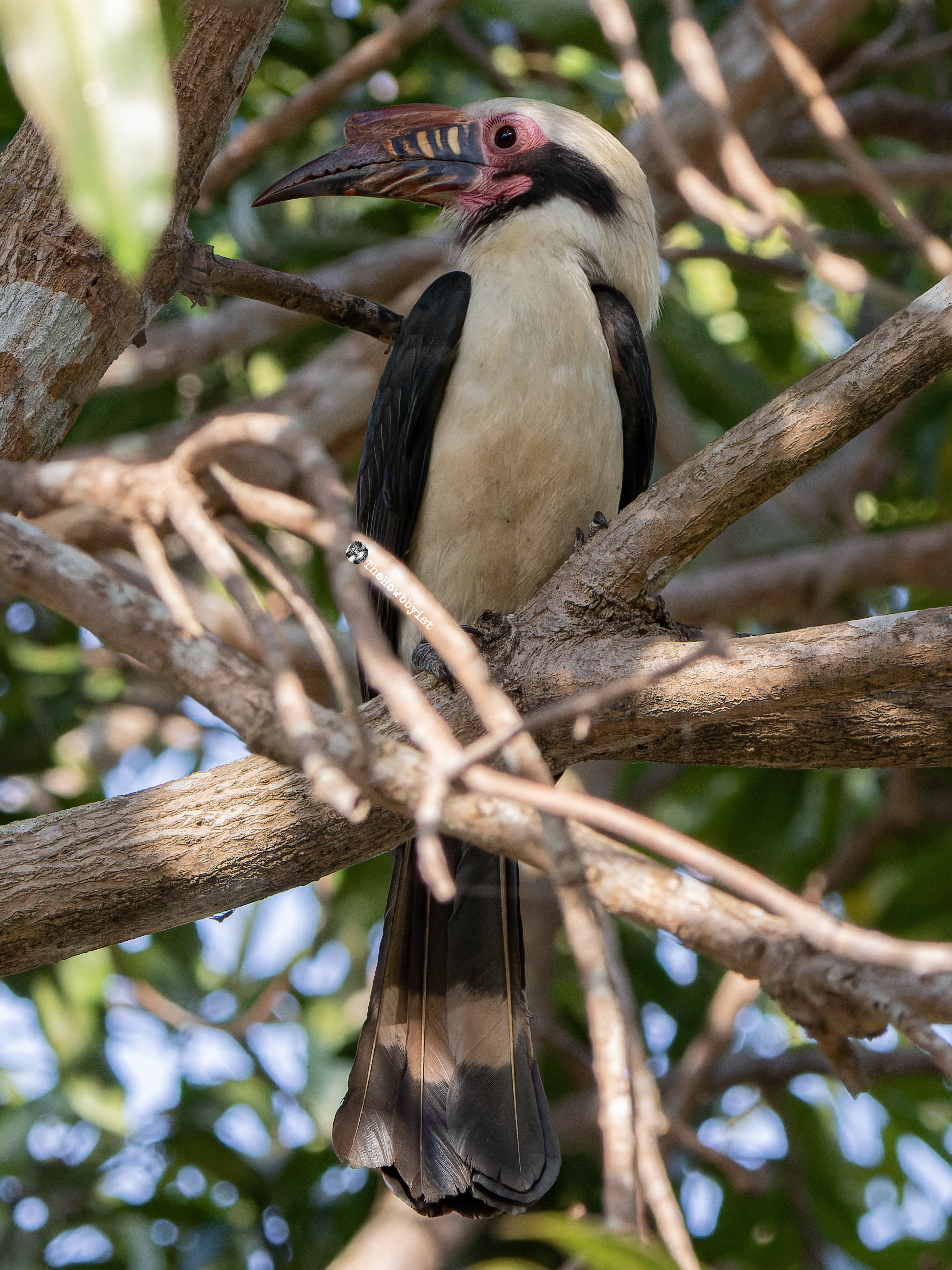 Luzon Hornbill (Male)